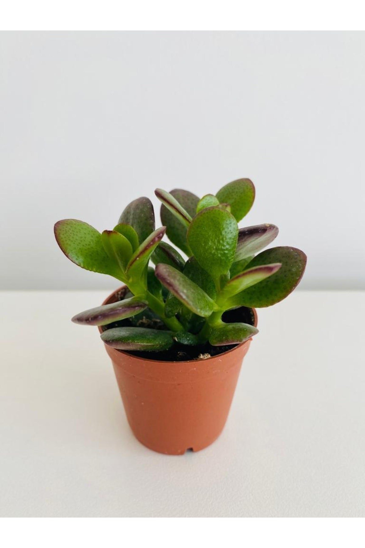 Plastik Saksıda Mini Para Çiçeği (crassula)