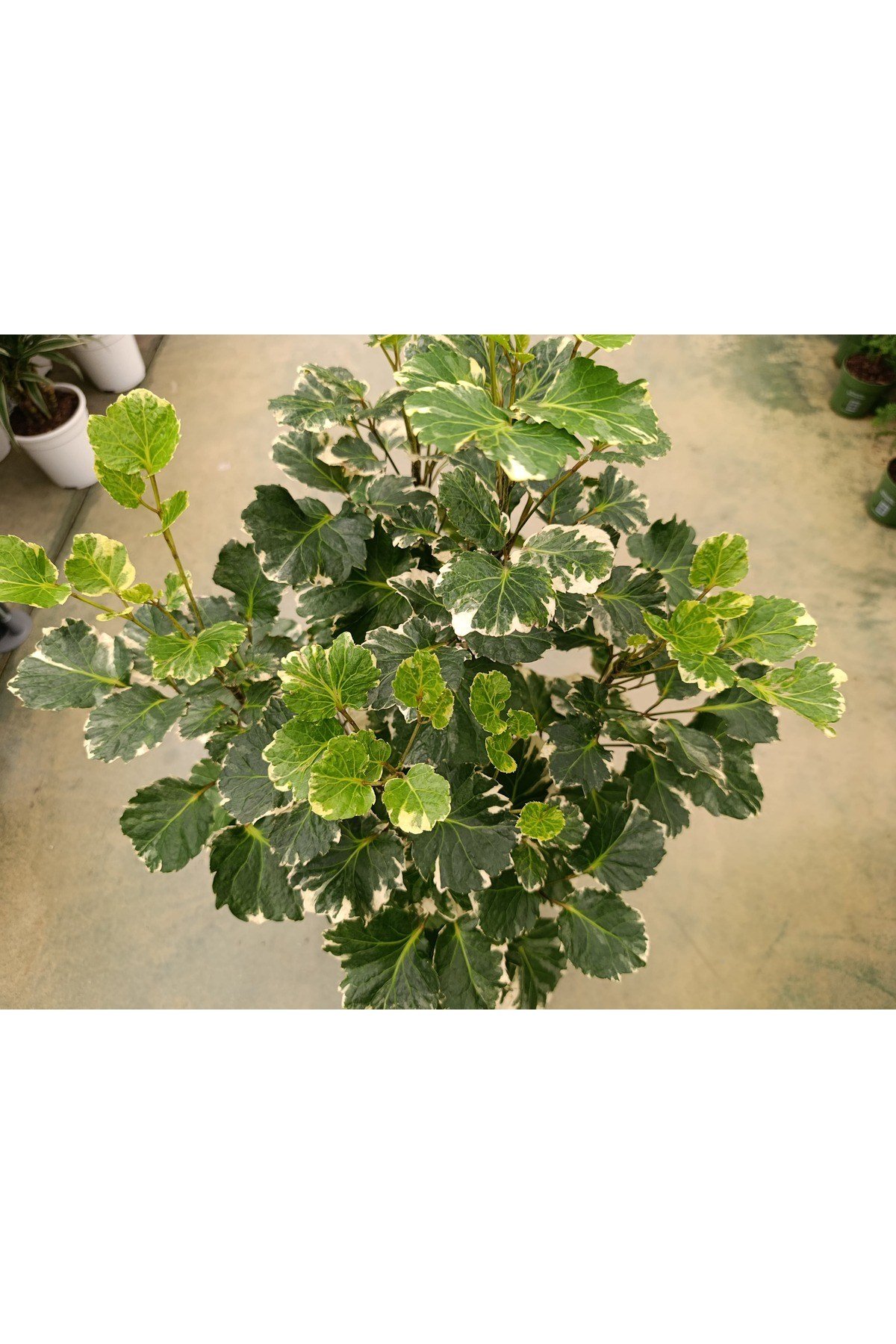 Polyscias Balfouriana Bitkisi