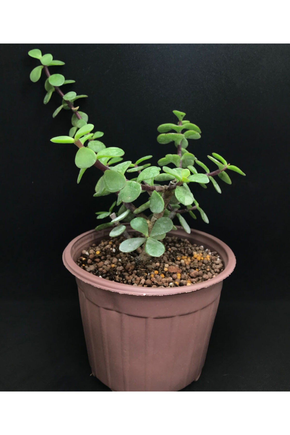 Portulacaria Afra (bonsai Için Uygun) 14 Cm Saksı