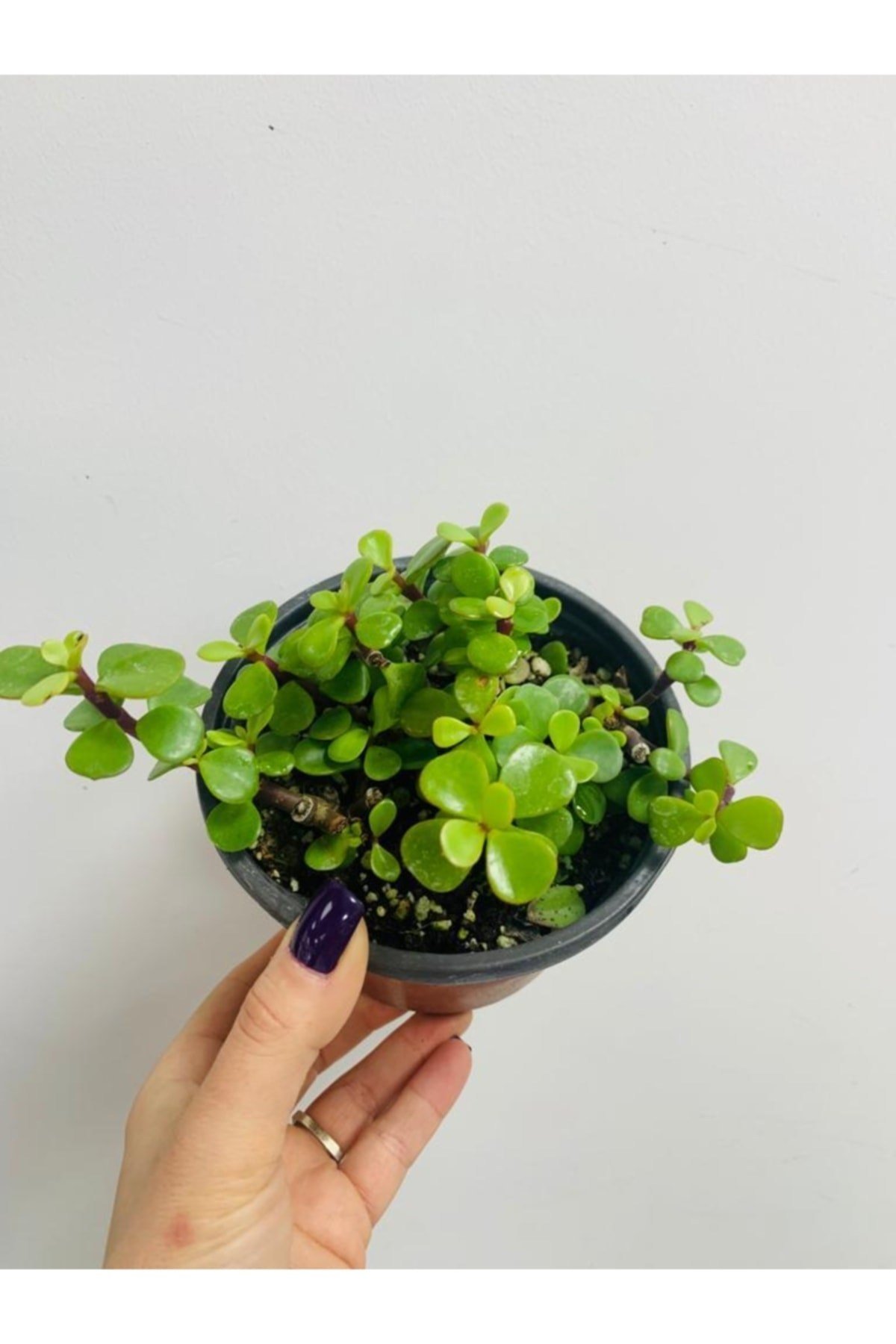 Portulacaria Afra