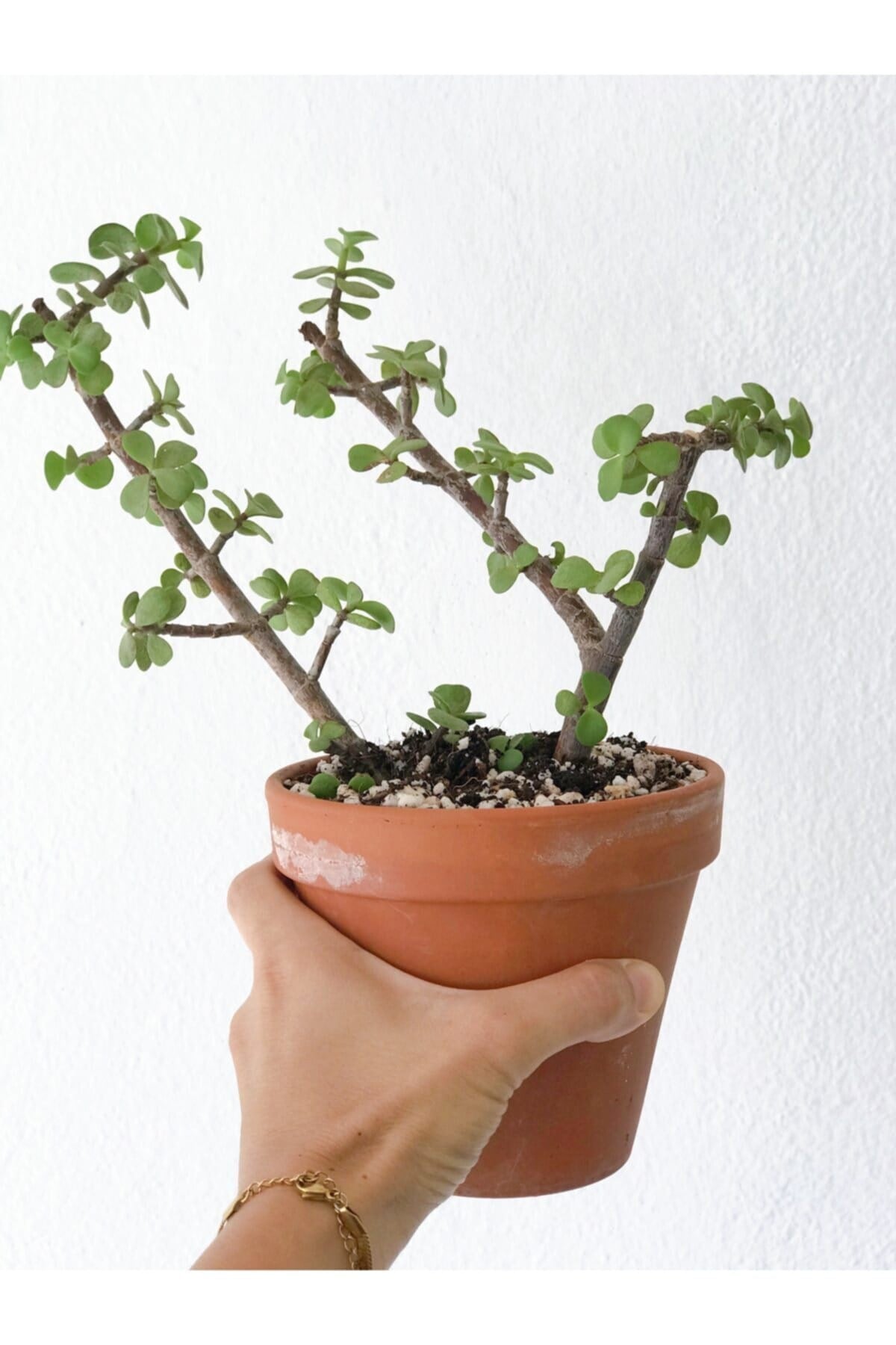 Portulacaria Afra Para Bitkisi