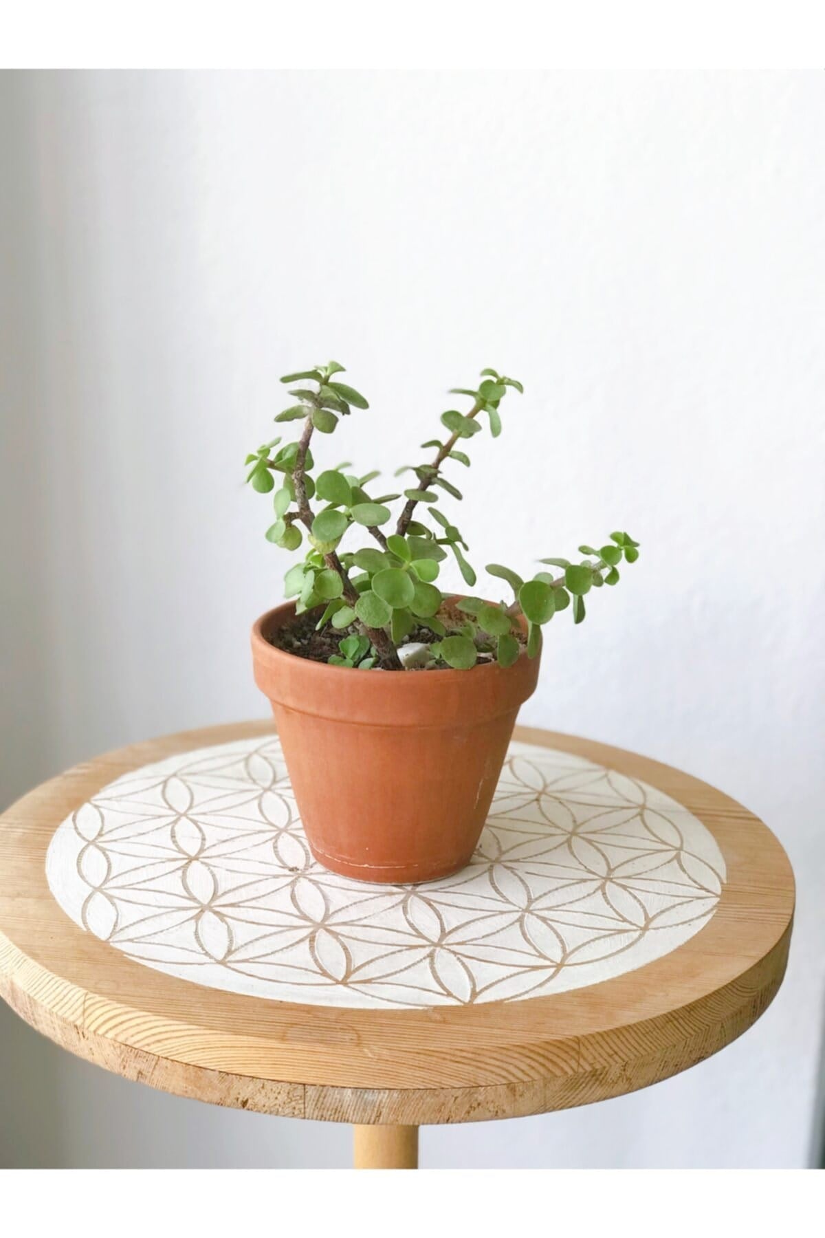 Portulacaria Afra Para Bitkisi