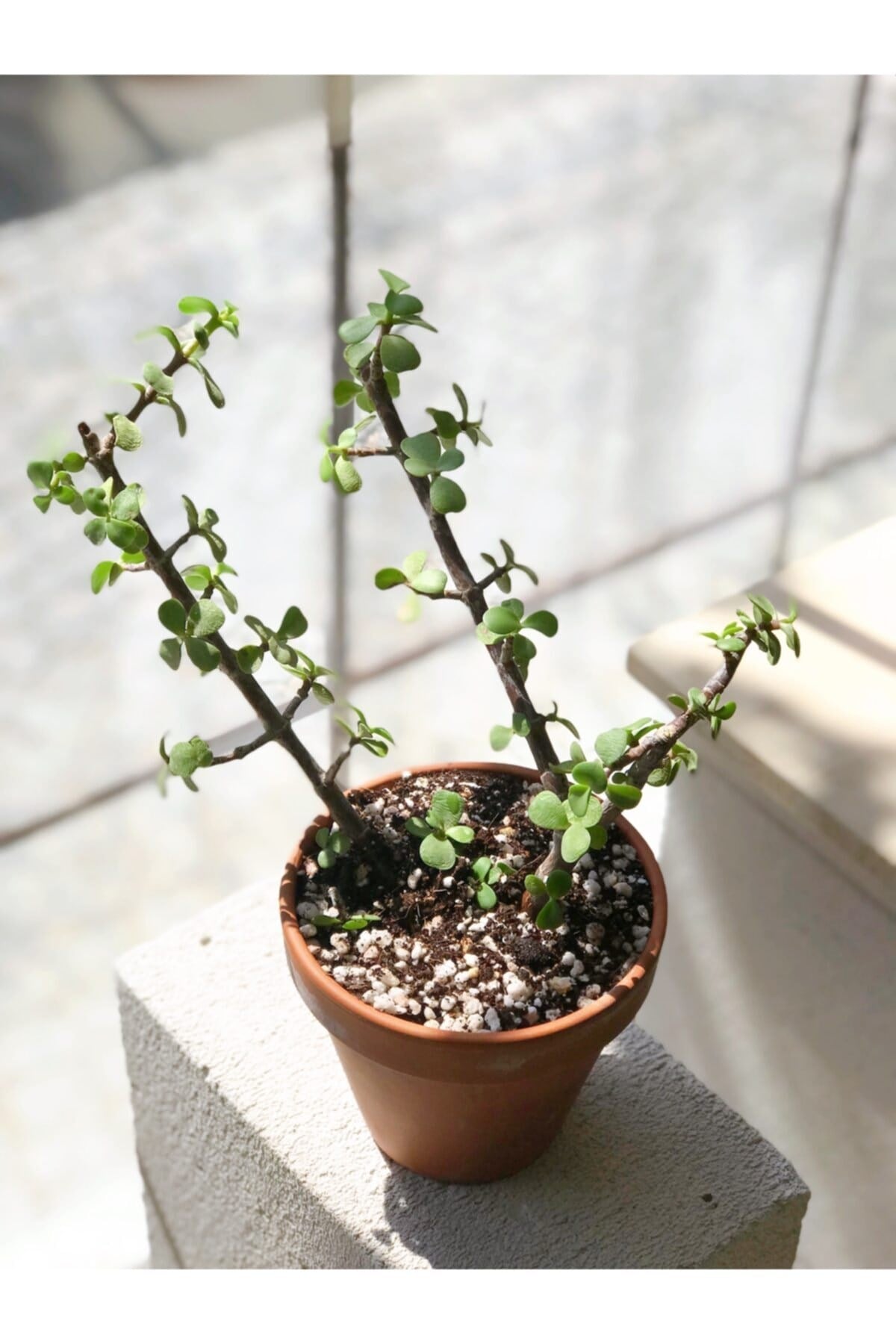 Portulacaria Afra Para Bitkisi