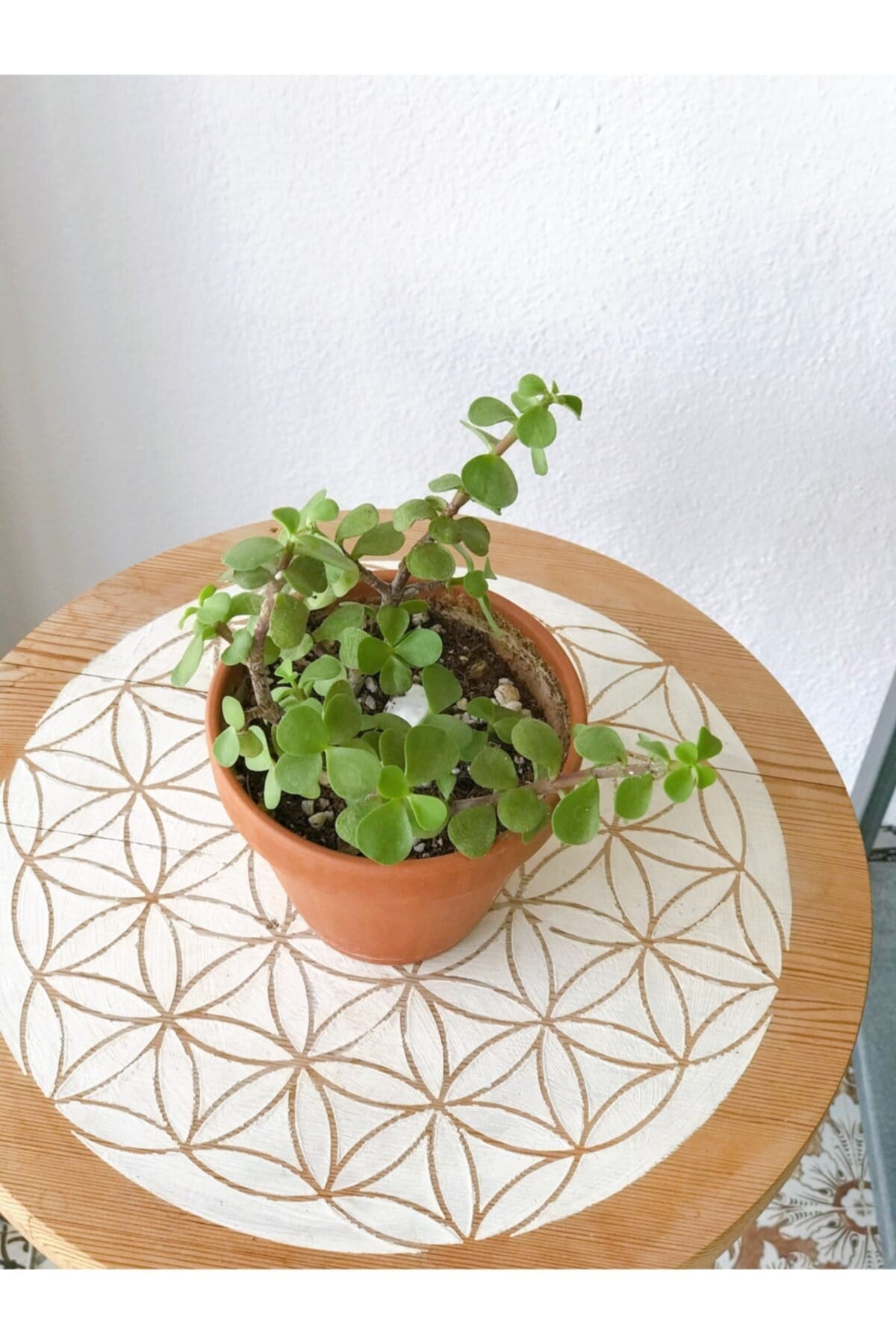 Portulacaria Afra Para Bitkisi