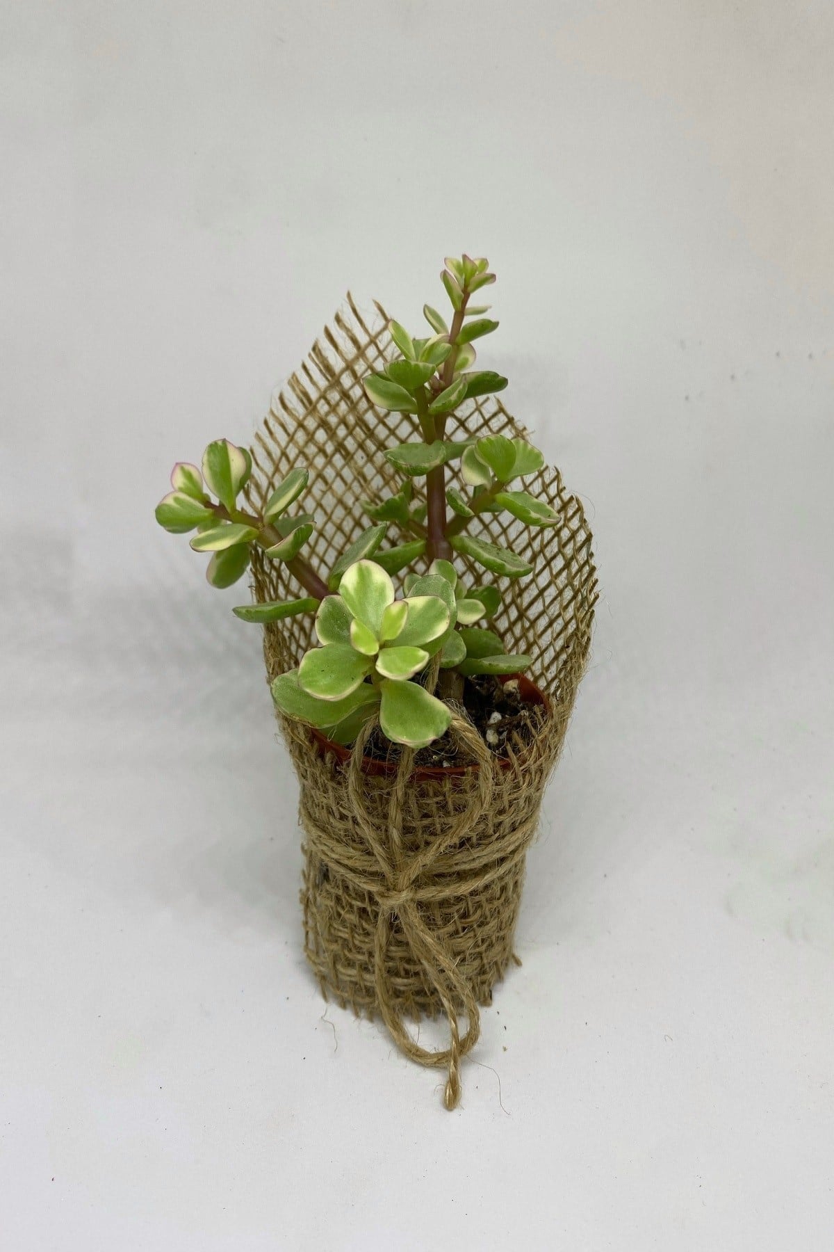 Portulacaria Afra Variegata Sukulent
