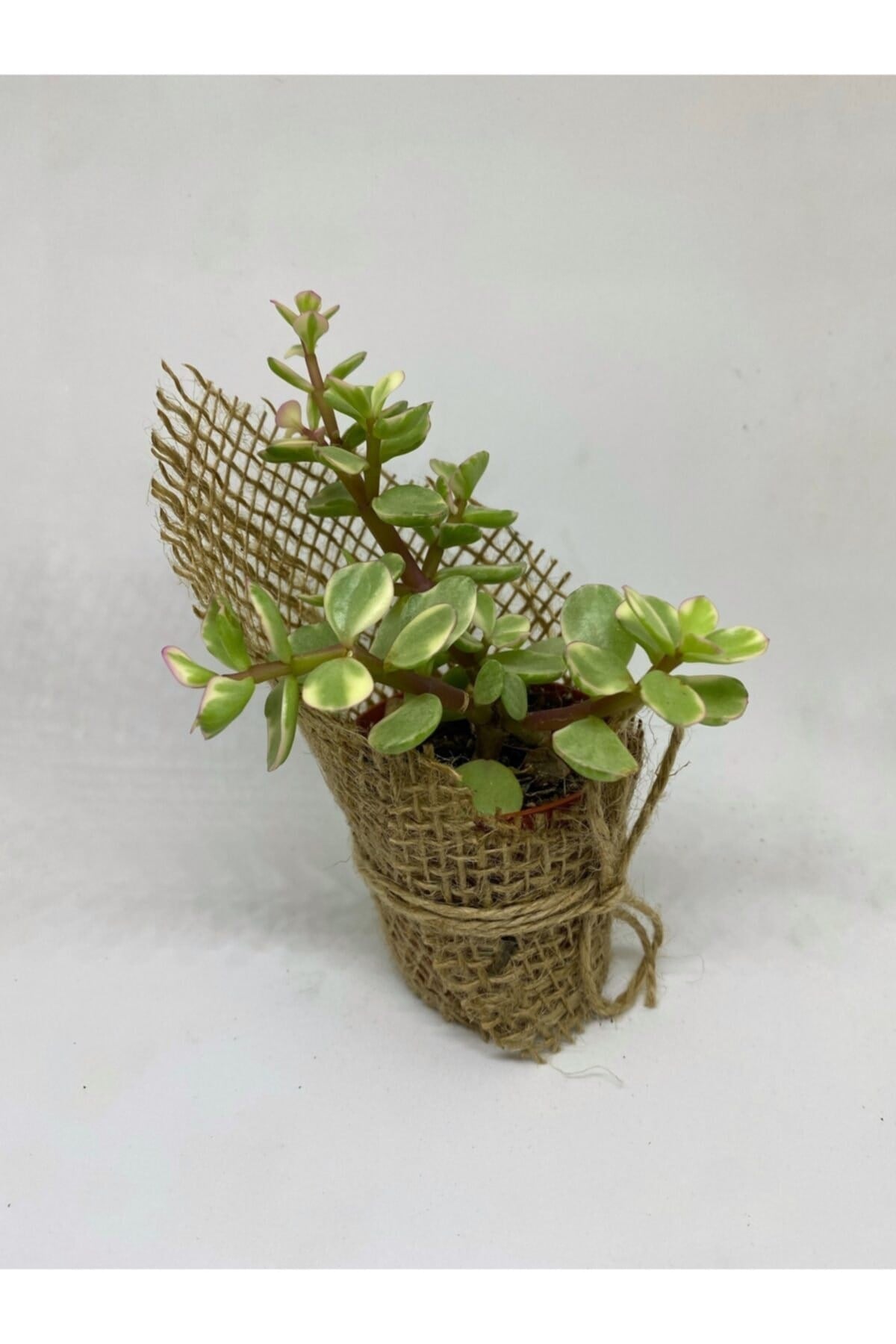 Portulacaria Afra Variegata Sukulent