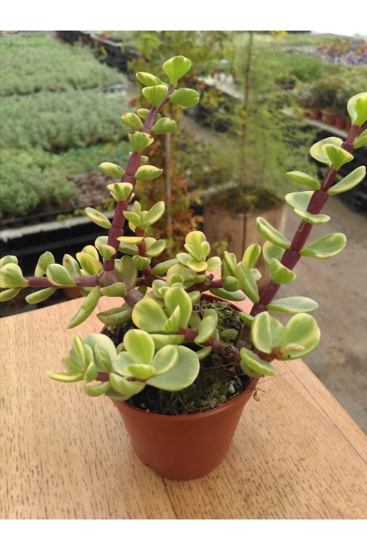 Portulacaria Afra Variegata Sukulent Alacalı Fil Azığı