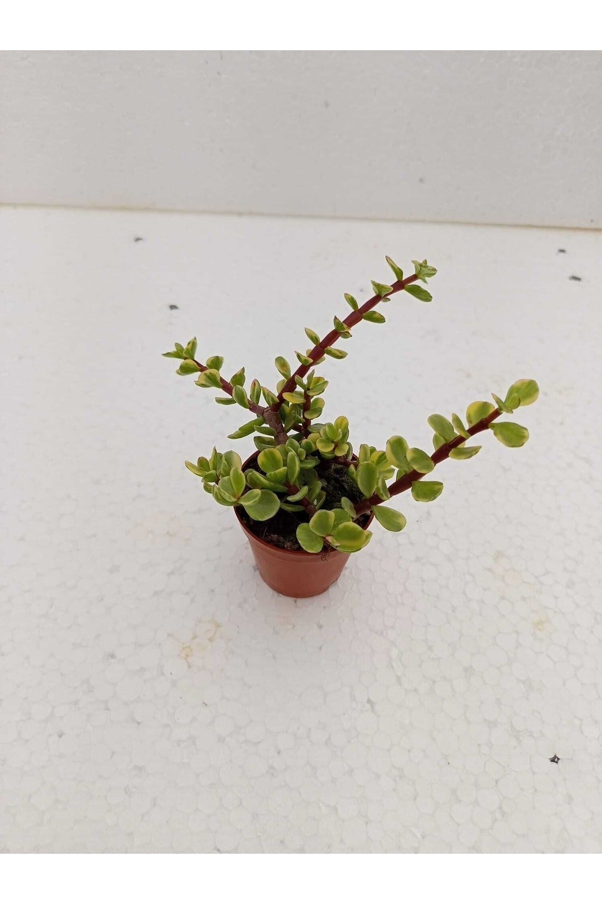 Portulacaria Afra Variegata Sukulent Alacalı Fil Azığı