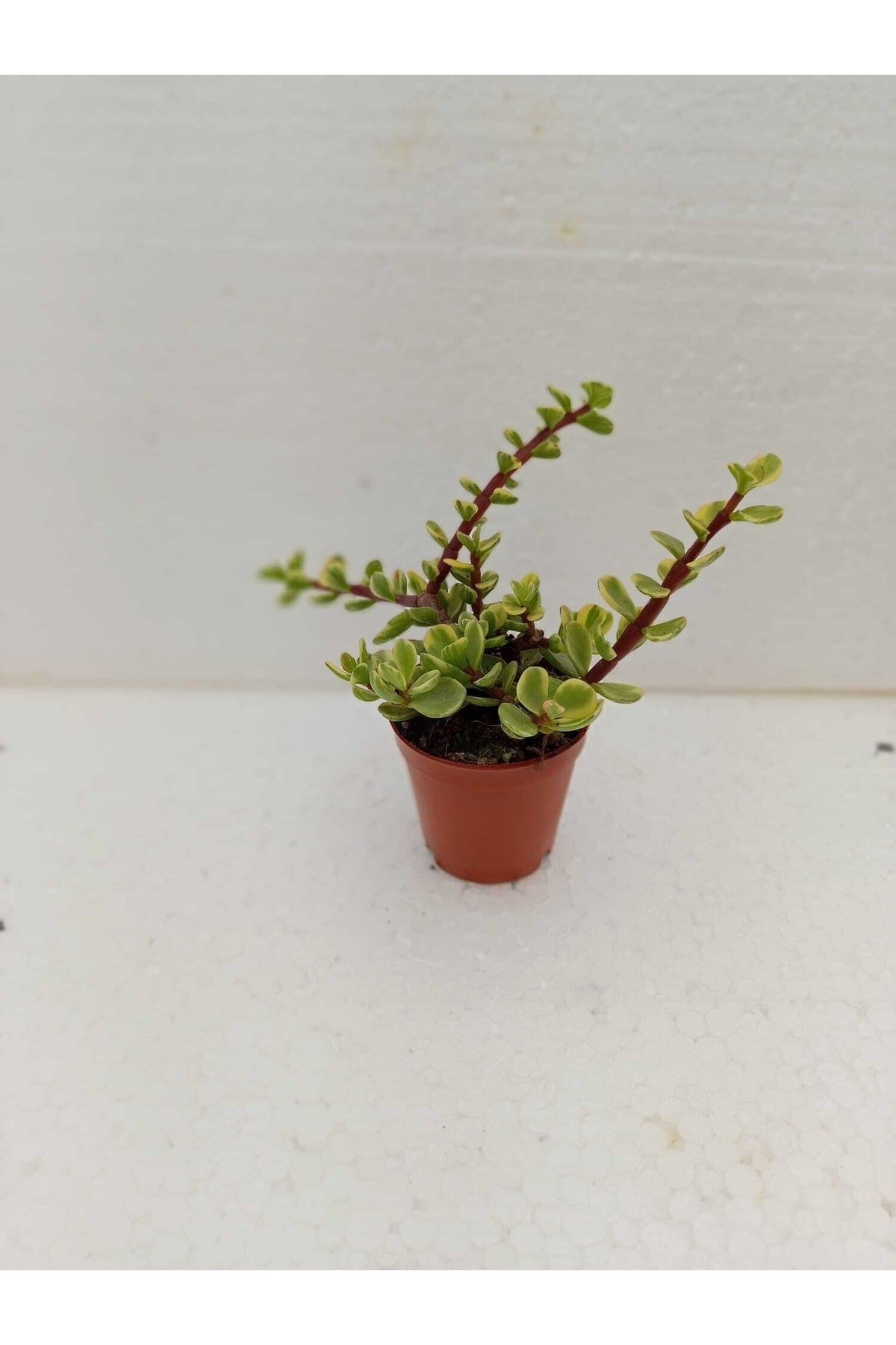 Portulacaria Afra Variegata Sukulent Alacalı Fil Azığı
