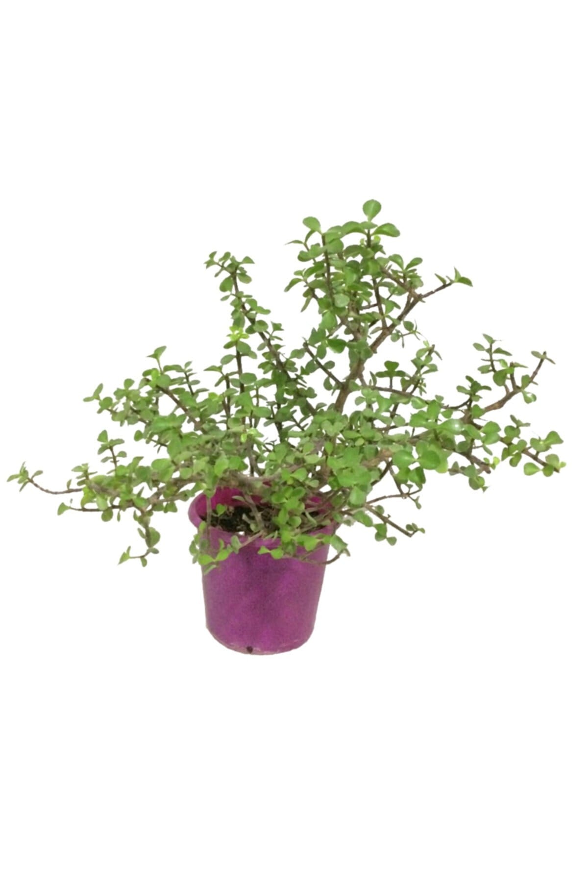 Portulacarıa Afra - Yeşim Ağacı (fil Azığı) Çok Dallı