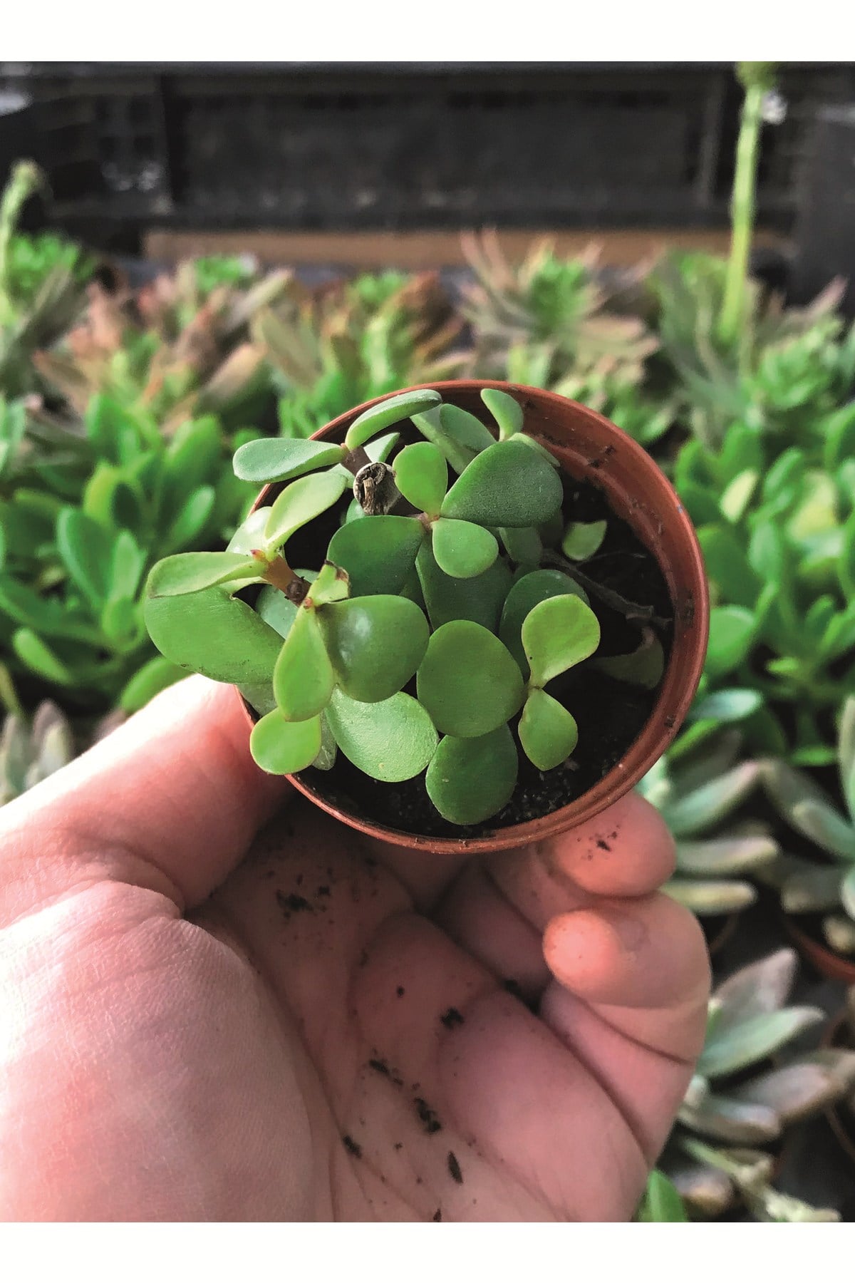 Portulacaria Afra - Yeşim Ağacı - Sukulent Bitkisi 5,5 Cm Çap Üretim Saksısında