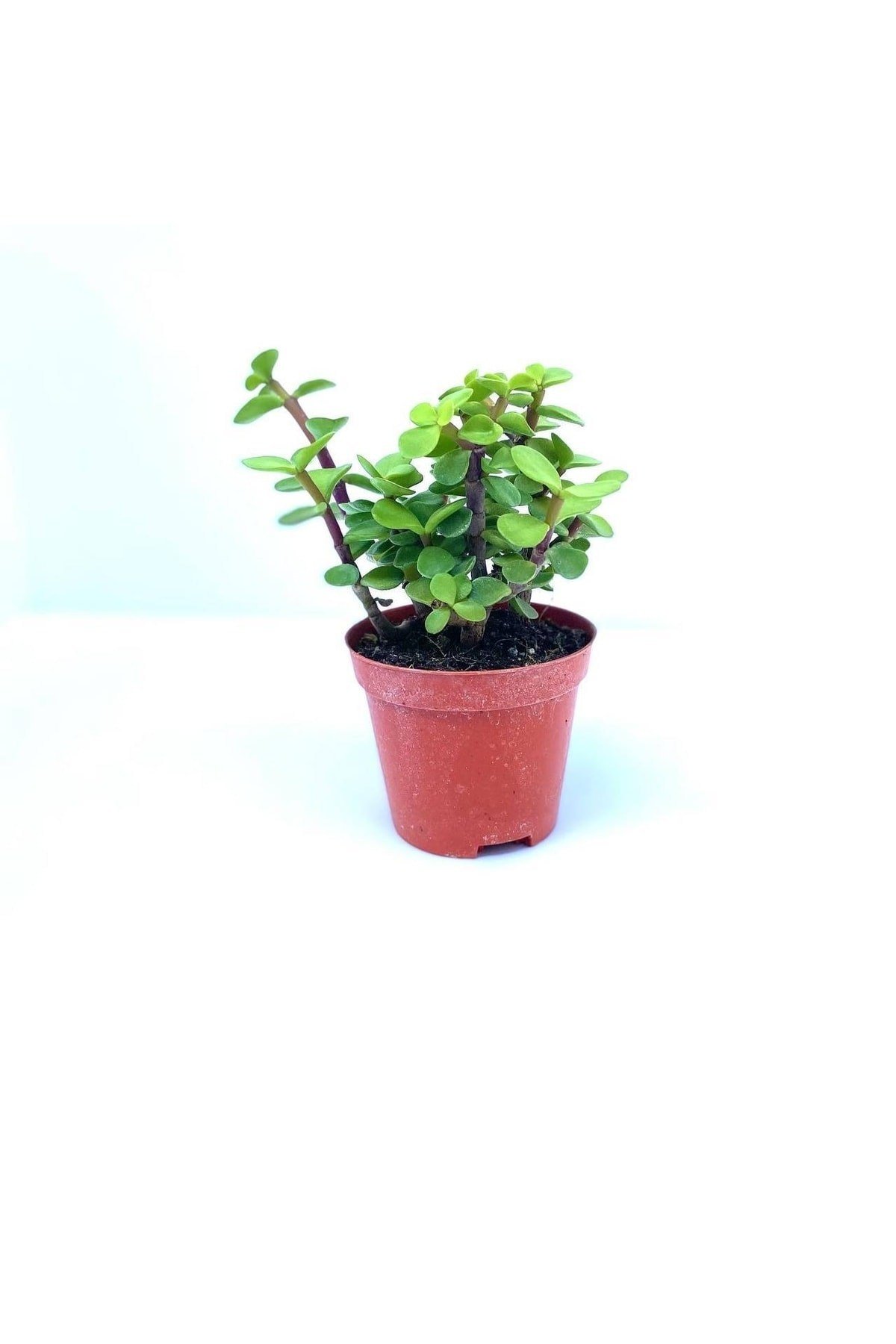 Portulacarya Para Çiçeği Sukulent 8,5 Cm Saksı