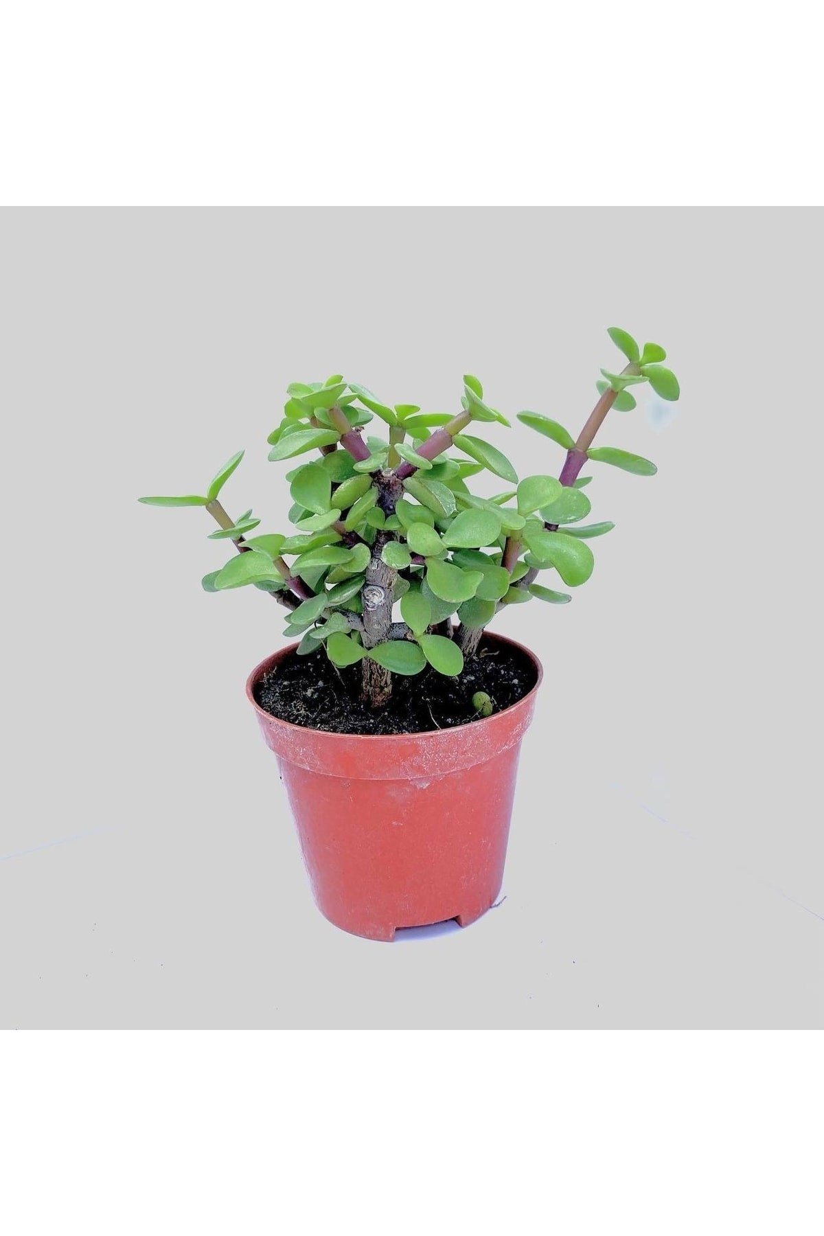 Portulacarya Para Çiçeği Sukulent 8,5 Cm Saksı