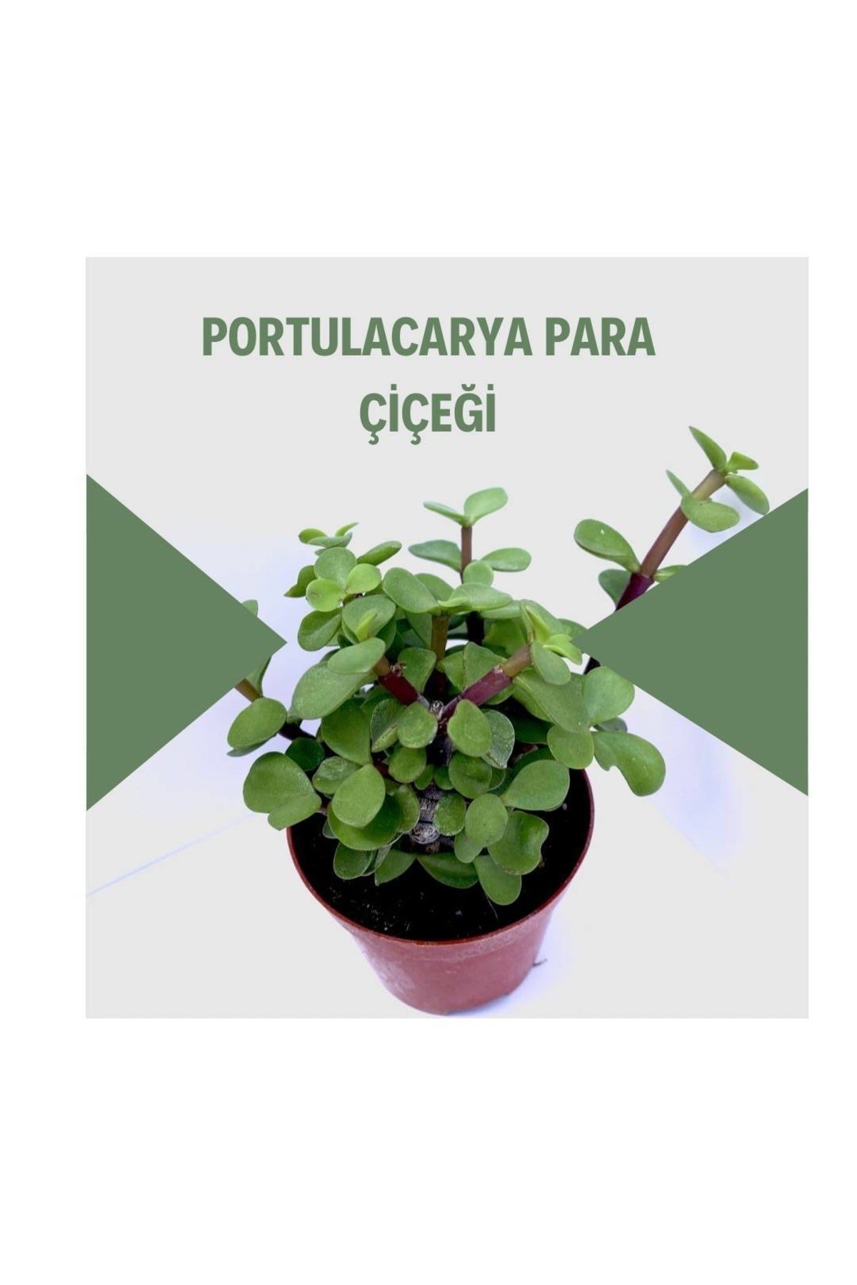 Portulacarya Para Çiçeği Sukulent 8,5 Cm Saksı