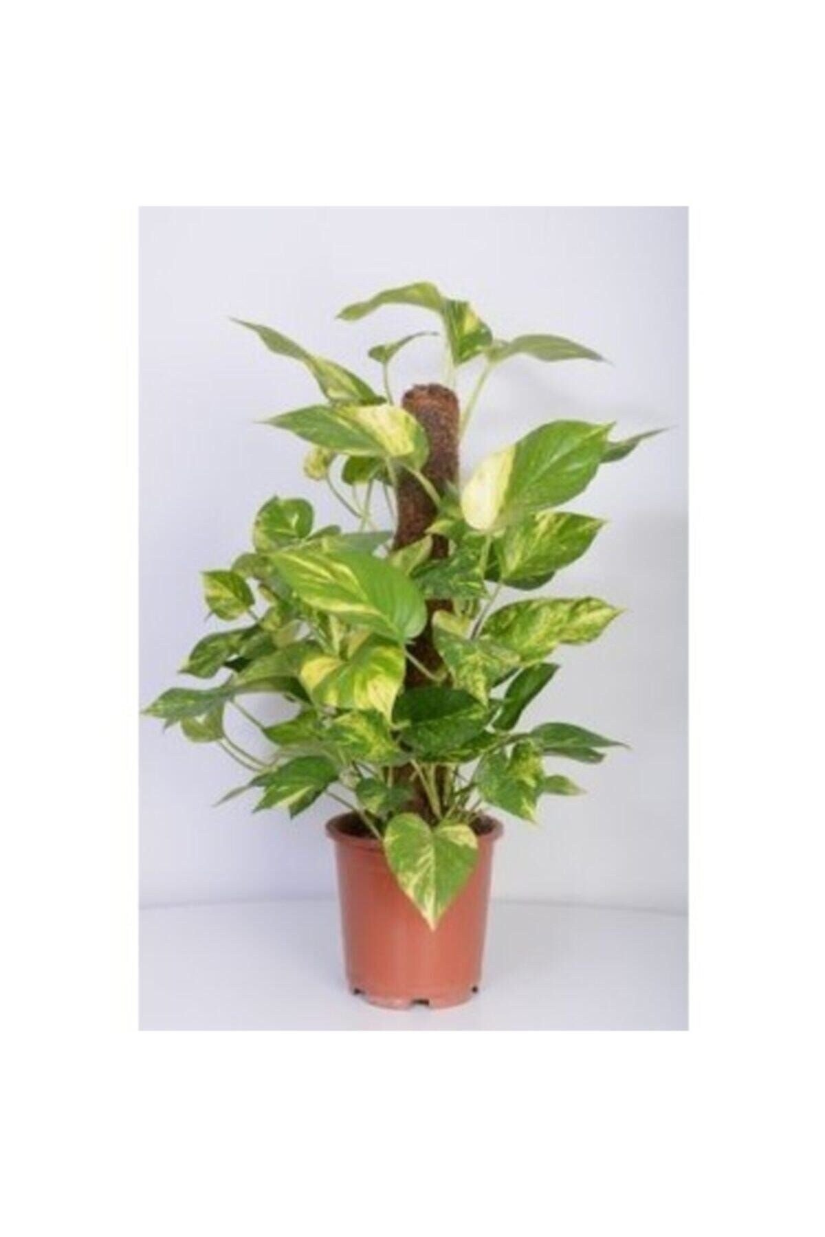 Potos Salon Ev Sarmaşığı Patos Çiçeği Epipremnum 60-70 Cm