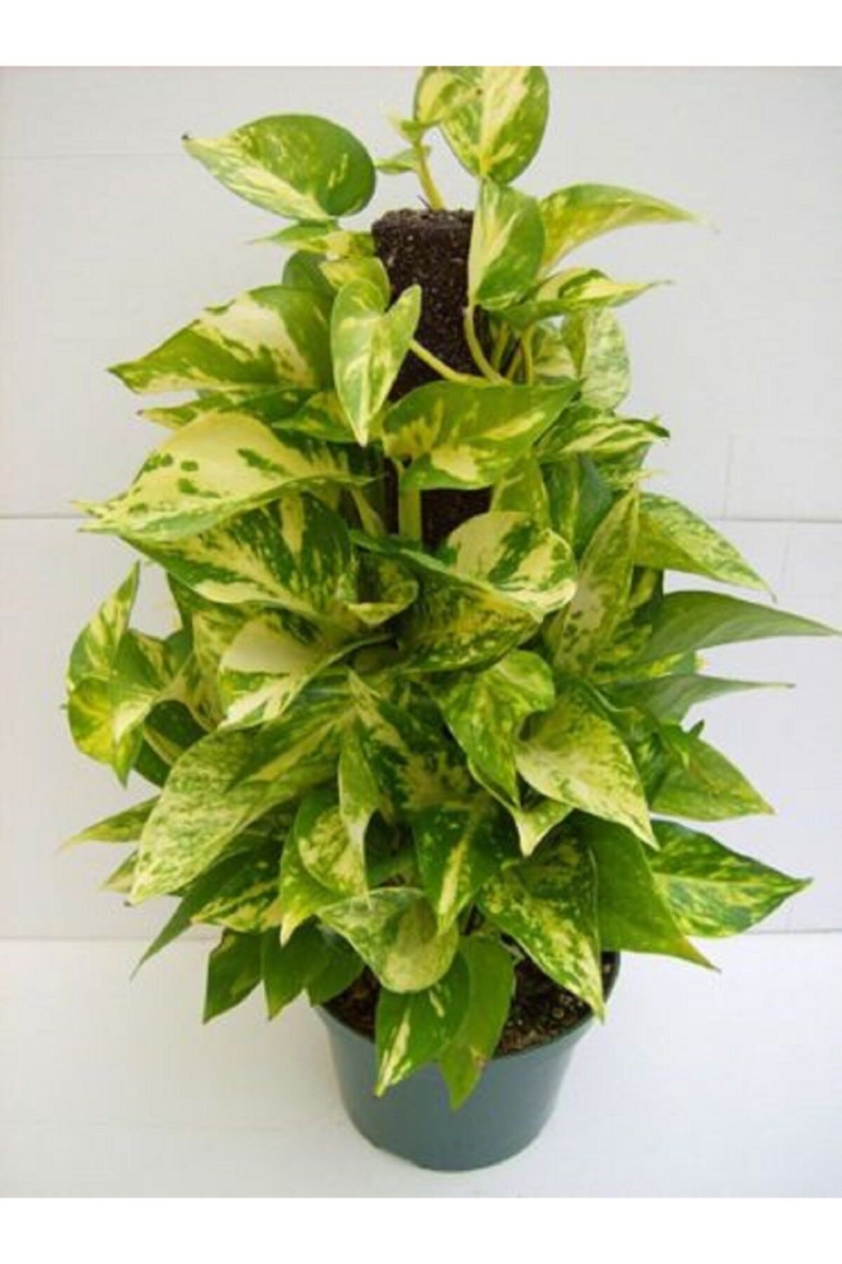 Potos Sarmaşığı 60 Cm Yosunlu Sopaya Sarılmış Ev Bitkisi Salon Bitkisi Ofis Bitkisi