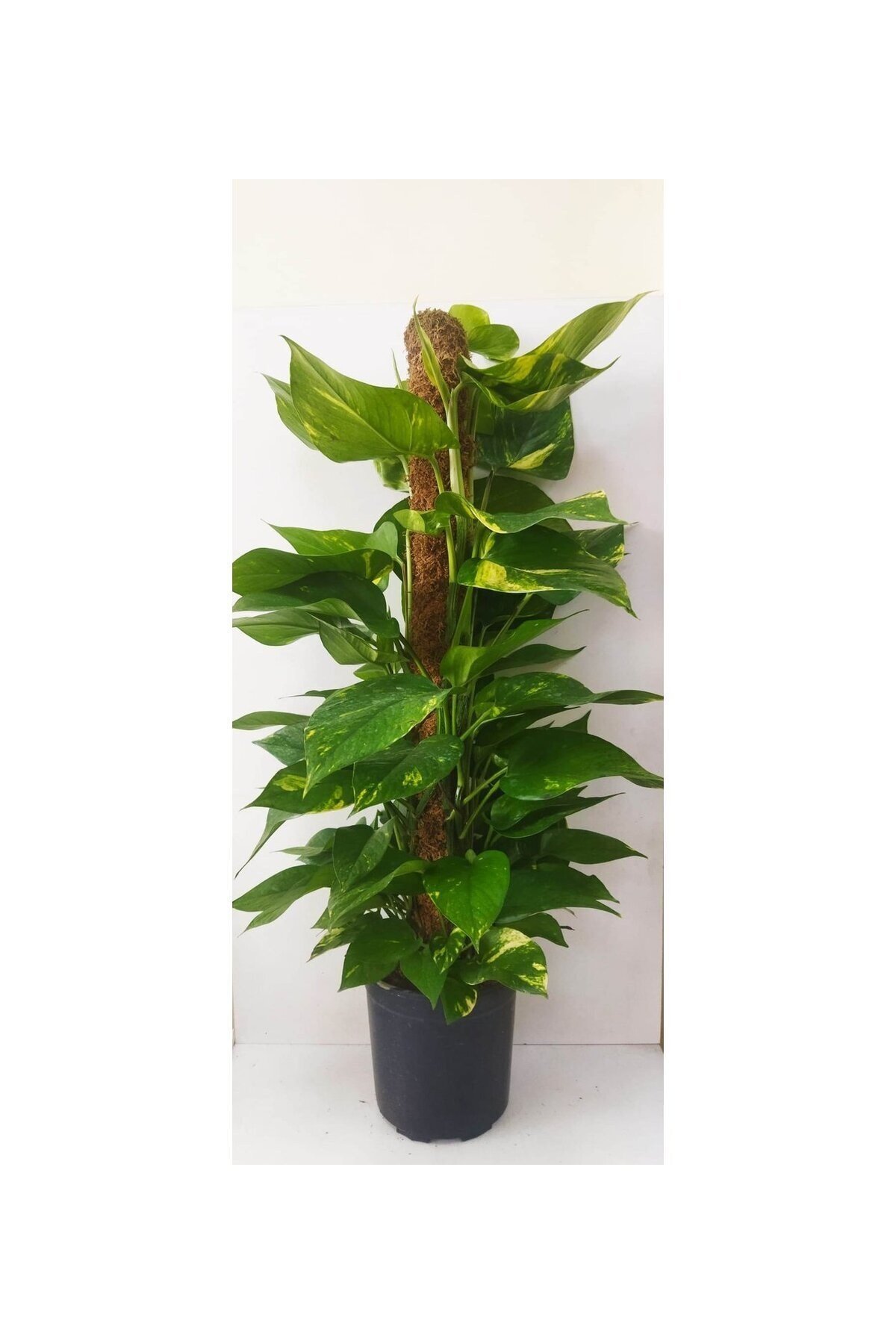 Potos Sarmaşığı Çiçeği Yosun Sopalı 100 Cm Pothos Çiçeği Patos Sarmaşığı