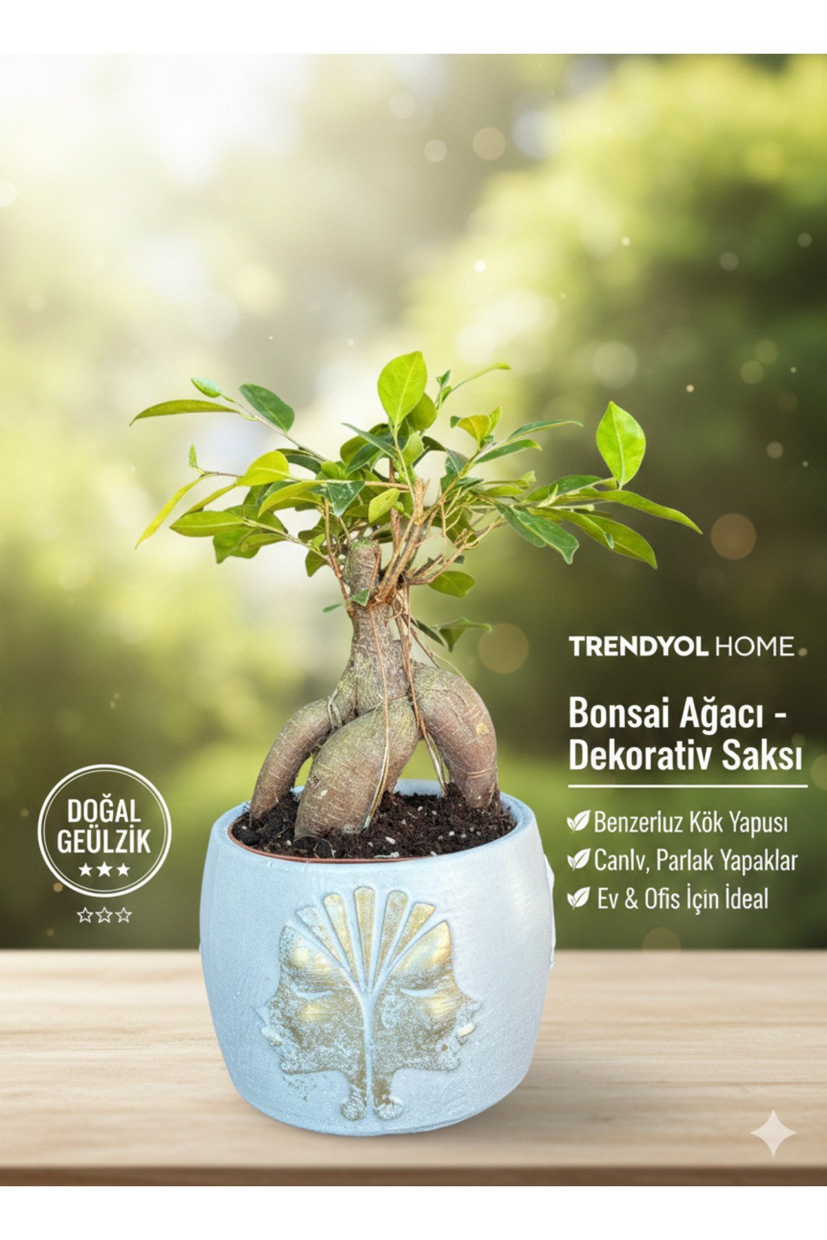 Premium Gold Çift Yüz Figürlü Dekoratif Saksıda Canlı Ficus Bonsai Ağacı - Ev ve Ofis Hediyesi