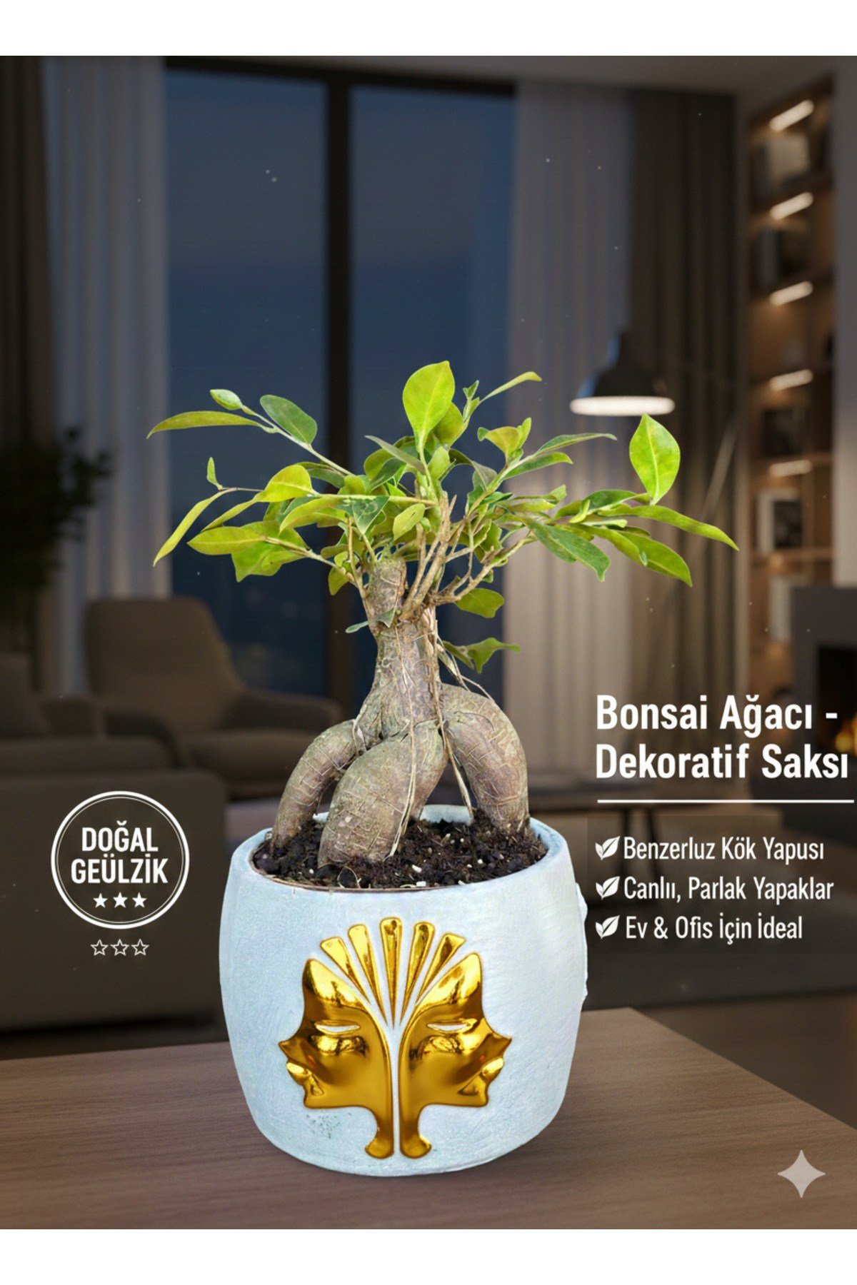 Premium Gold Çift Yüz Figürlü Dekoratif Saksıda Canlı Ficus Bonsai Ağacı - Ev ve Ofis Hediyesi