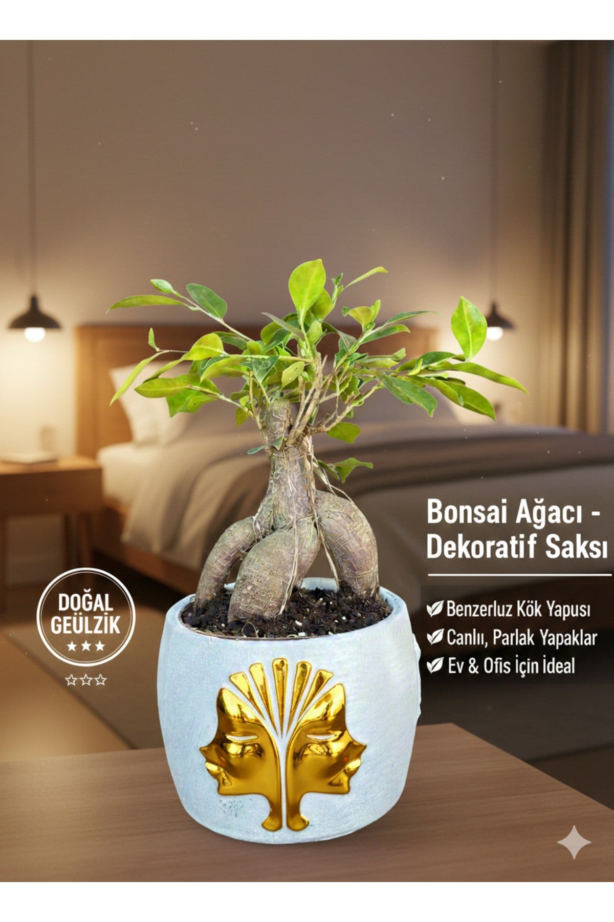Premium Gold Çift Yüz Figürlü Dekoratif Saksıda Canlı Ficus Bonsai Ağacı - Ev ve Ofis Hediyesi
