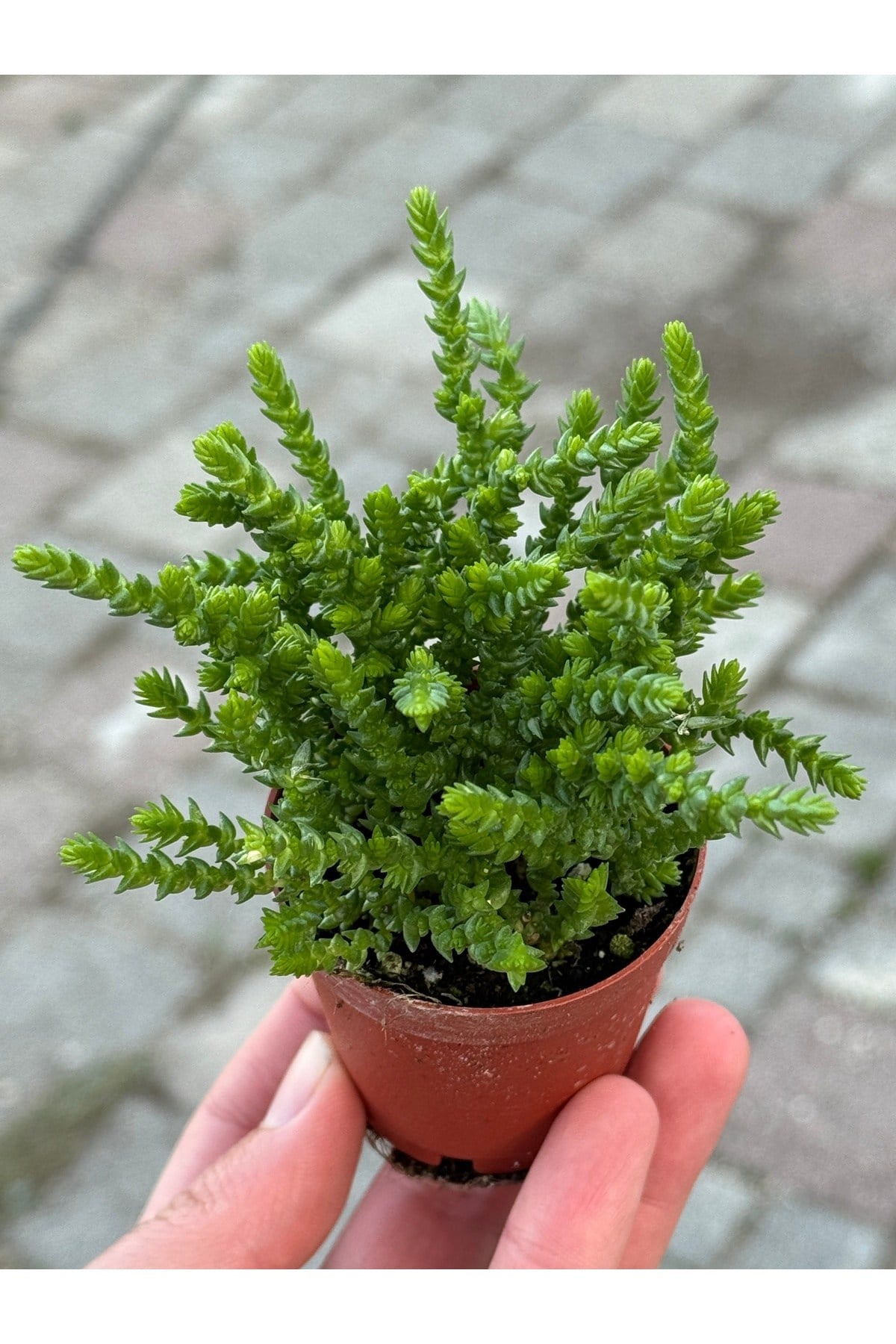 Prenses Çamı özel tür sukulent 5,5cm saksıda
