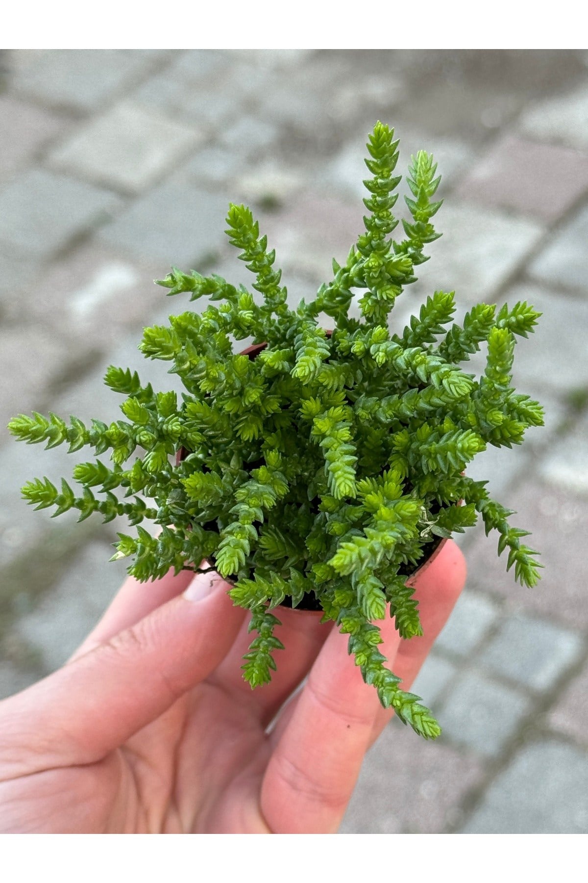 Prenses Çamı özel tür sukulent 5,5cm saksıda