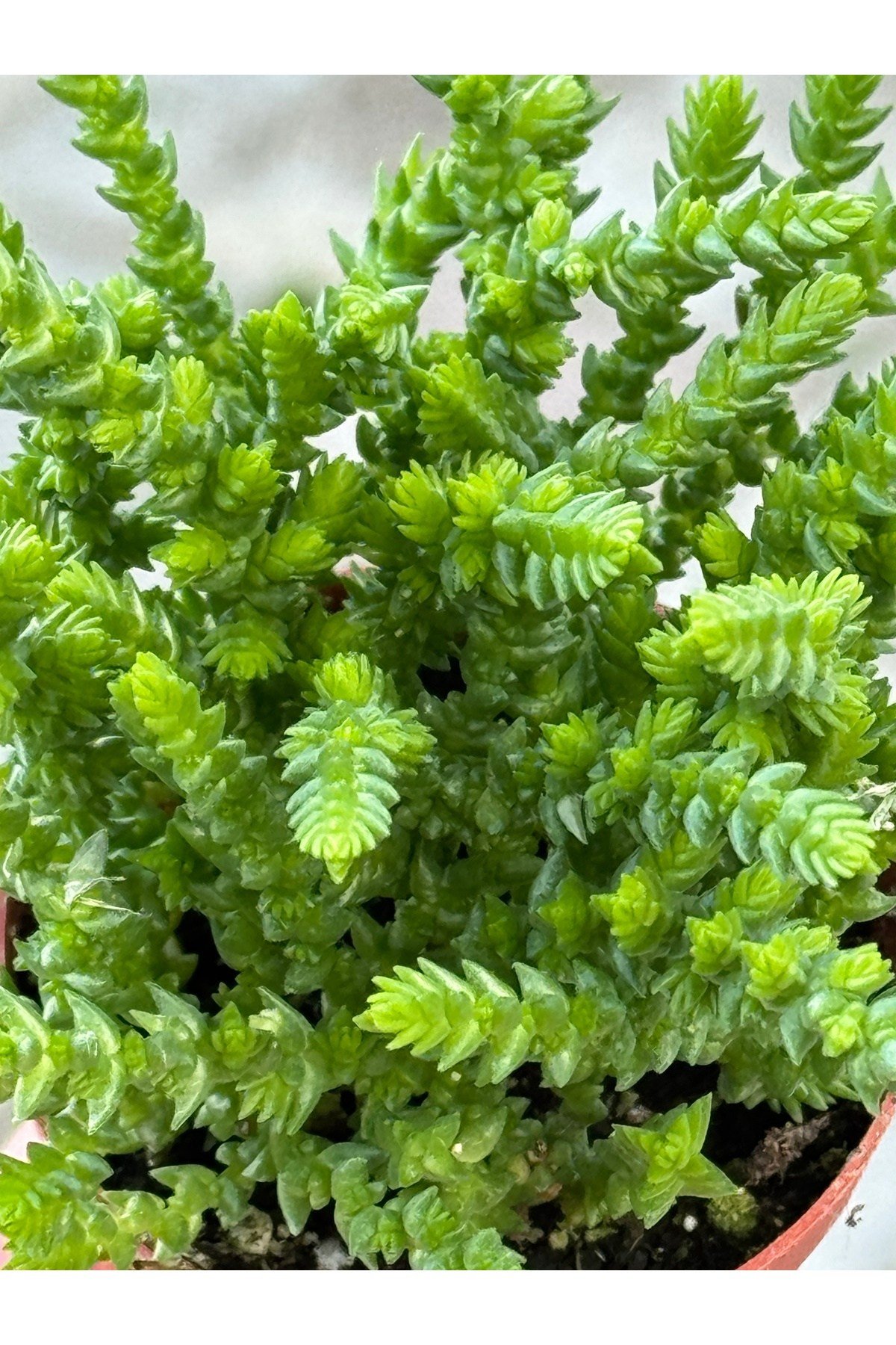Prenses Çamı özel tür sukulent 5,5cm saksıda