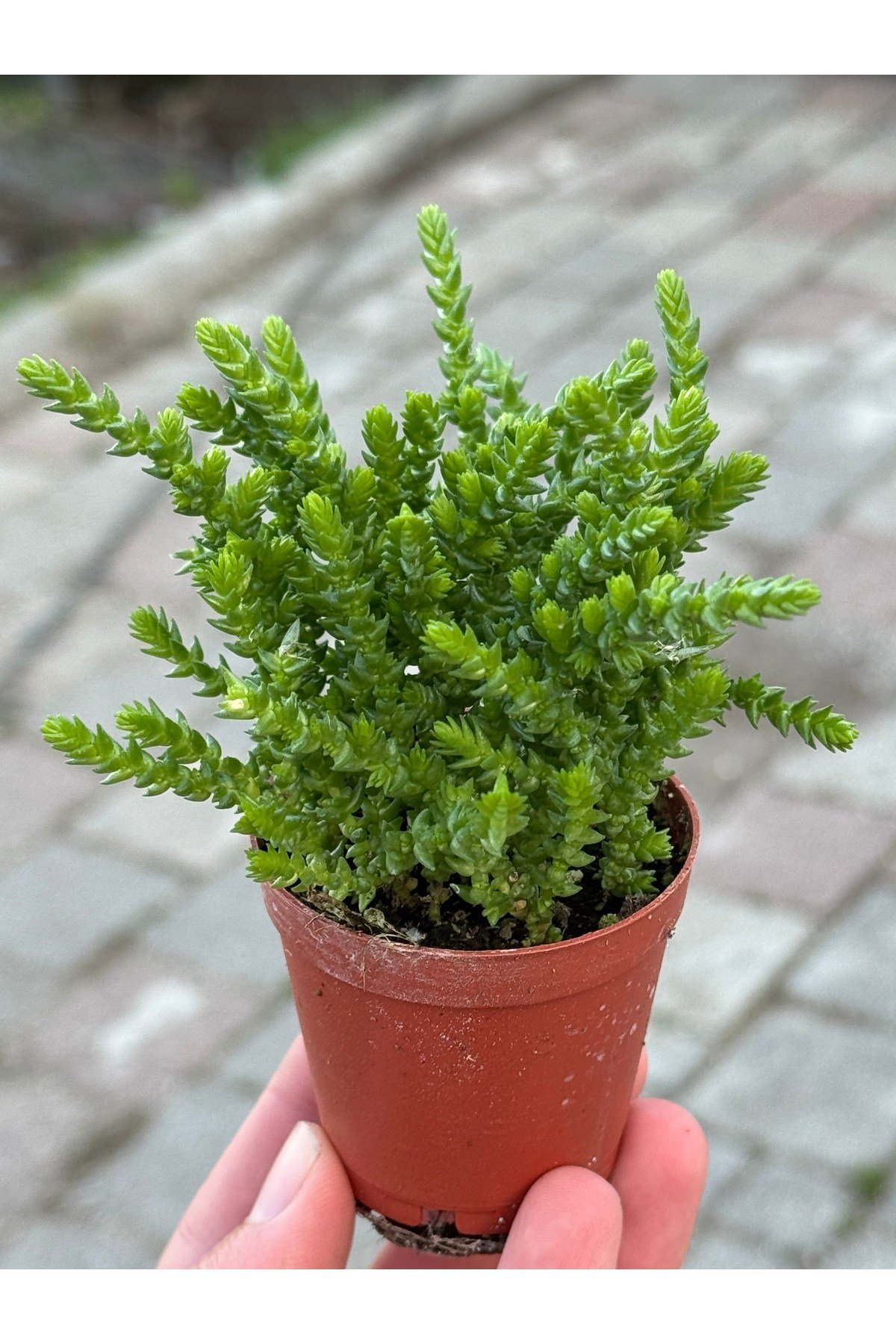 Prenses Çamı özel tür sukulent 5,5cm saksıda