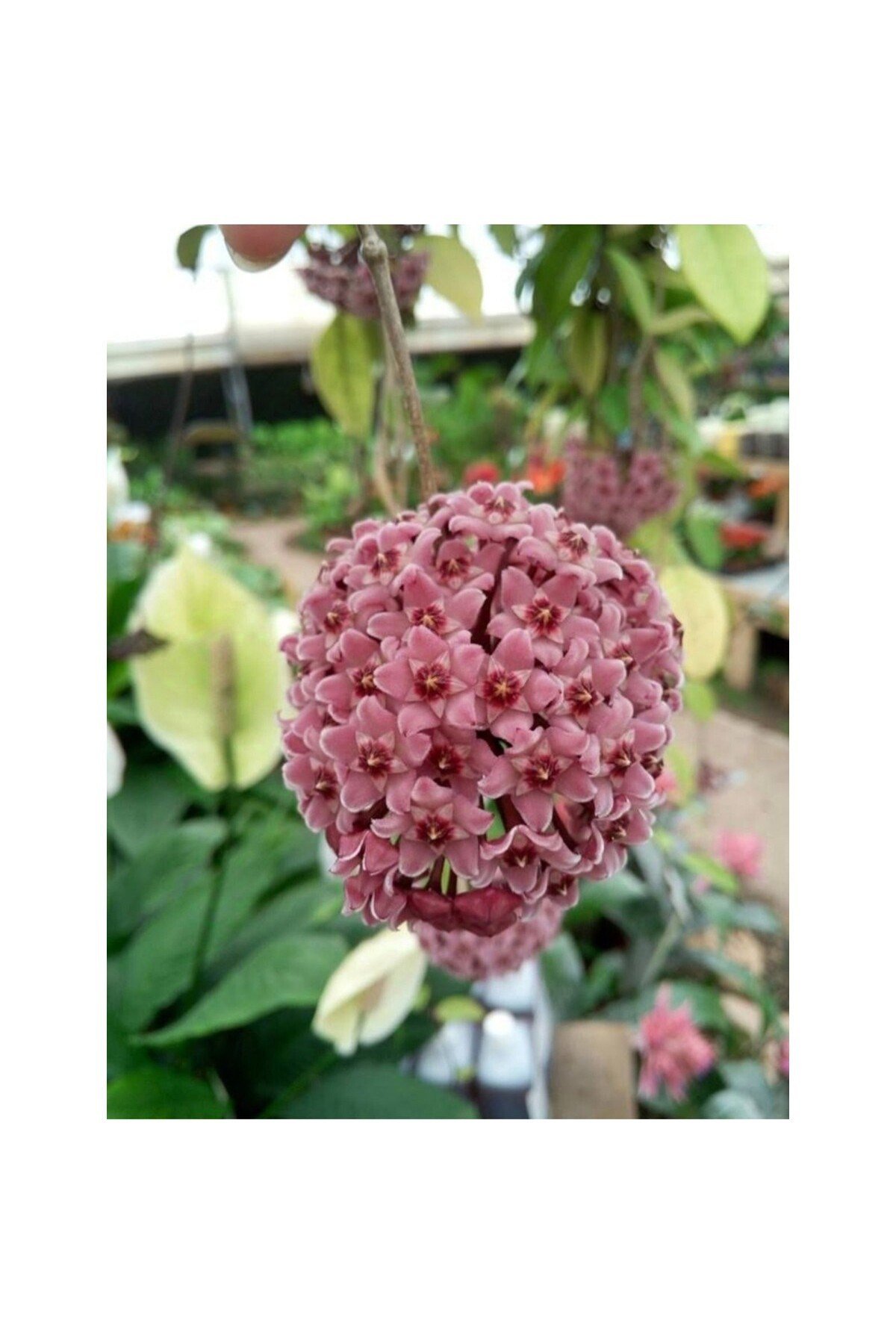 Pudra Renkli Mum Çiçeği Fidanı 10-20 cm