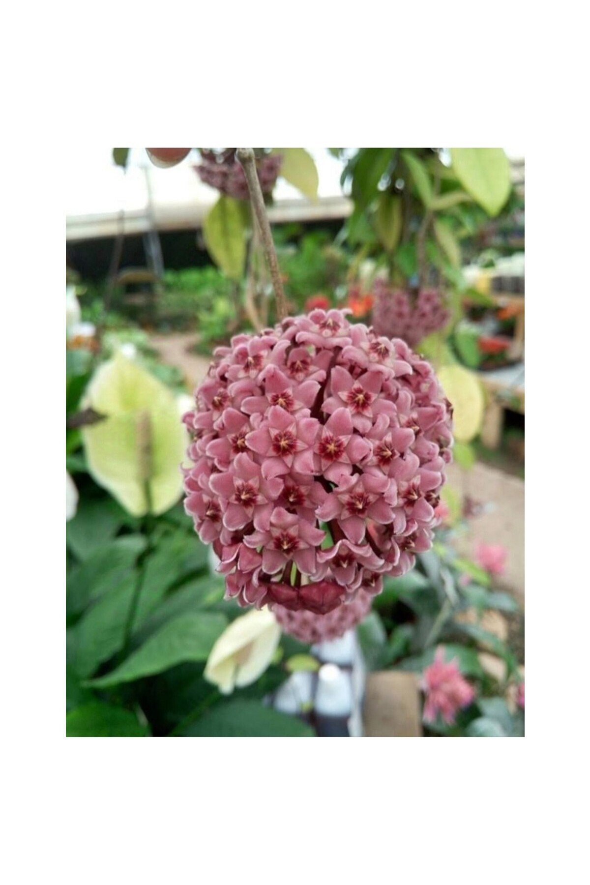 Pudra Renkli Mum Çiçeği Fidanı 10-20 cm