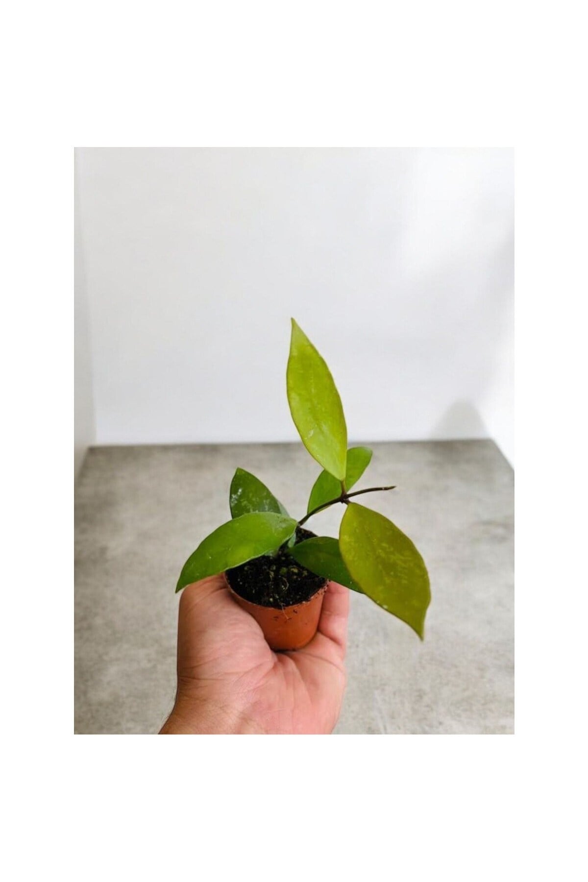 Pudra Renkli Mum Çiçeği Fidanı 10-20 cm