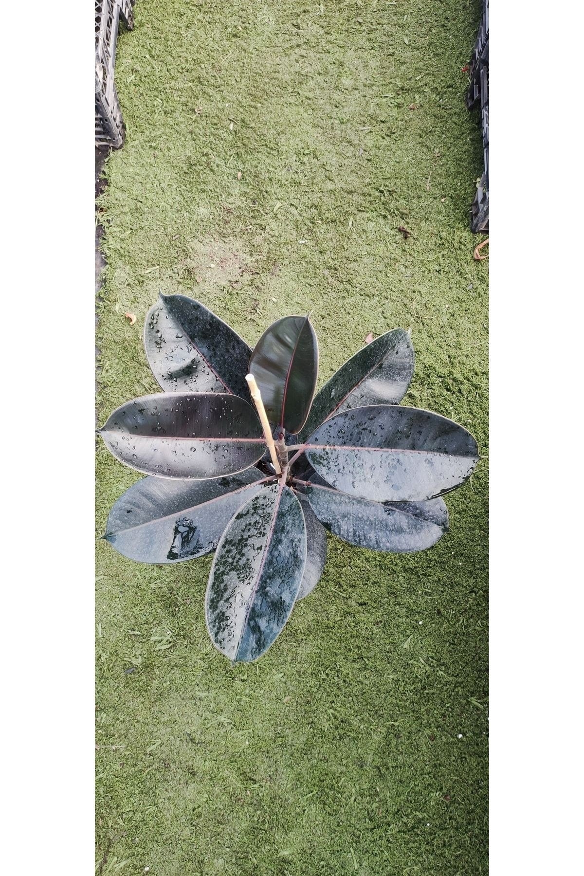 Red Ficus Elastica - Kırmızı Alacalı Kauçuk ( Ev Salon Ve Ofis Bitkisi ) ( 100-110 Cm Arasında )