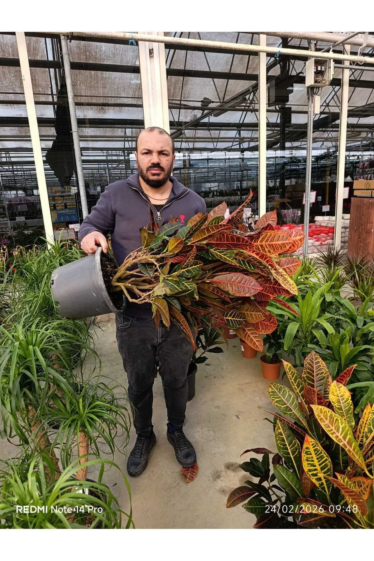 Renkli Yapraklı Kroton (Codiaeum Petra) Canlı Salon Bitkisi – Dekoratif Büyük Boy İç Mekan Çiçeği