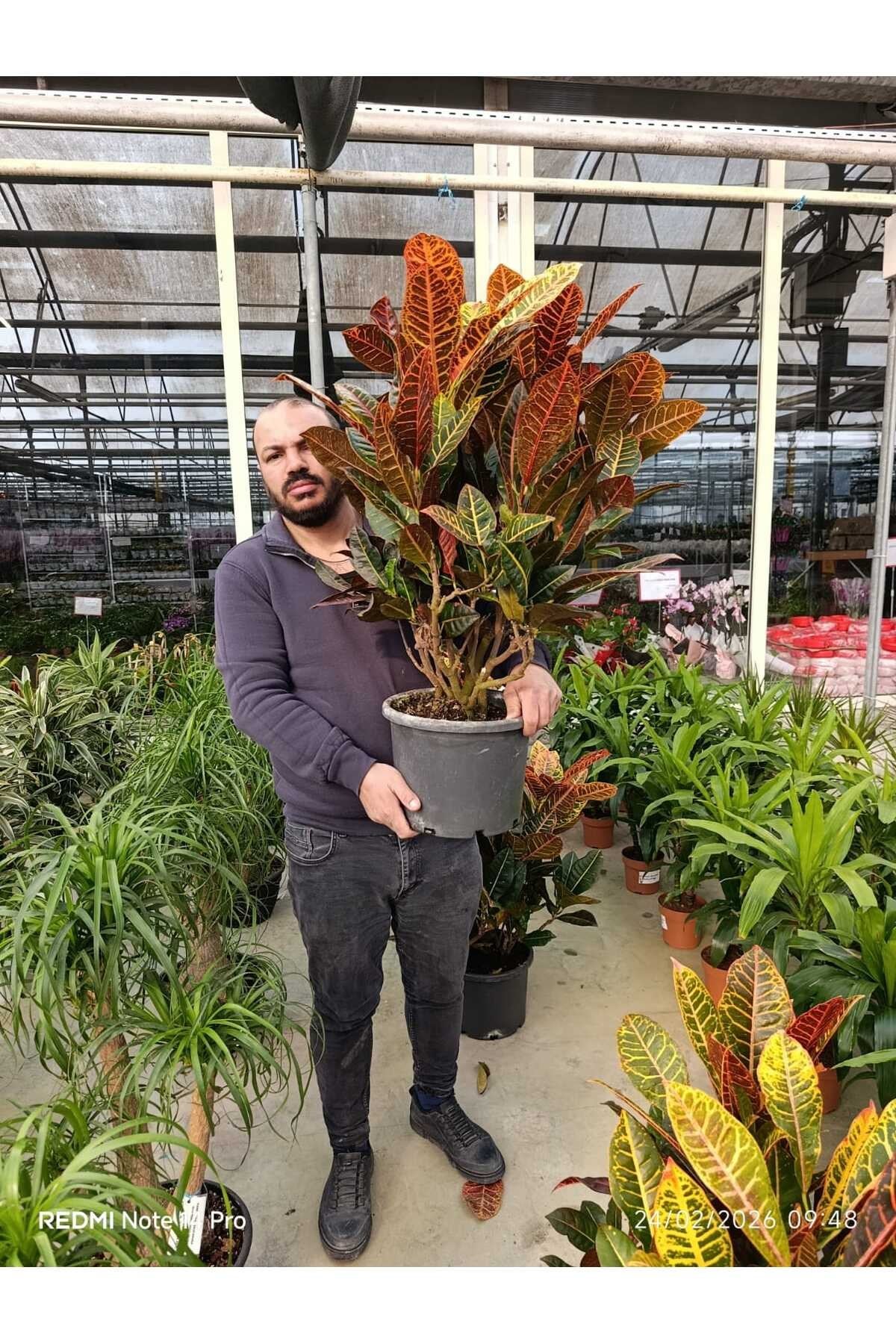 Renkli Yapraklı Kroton (Codiaeum Petra) Canlı Salon Bitkisi – Dekoratif Büyük Boy İç Mekan Çiçeği