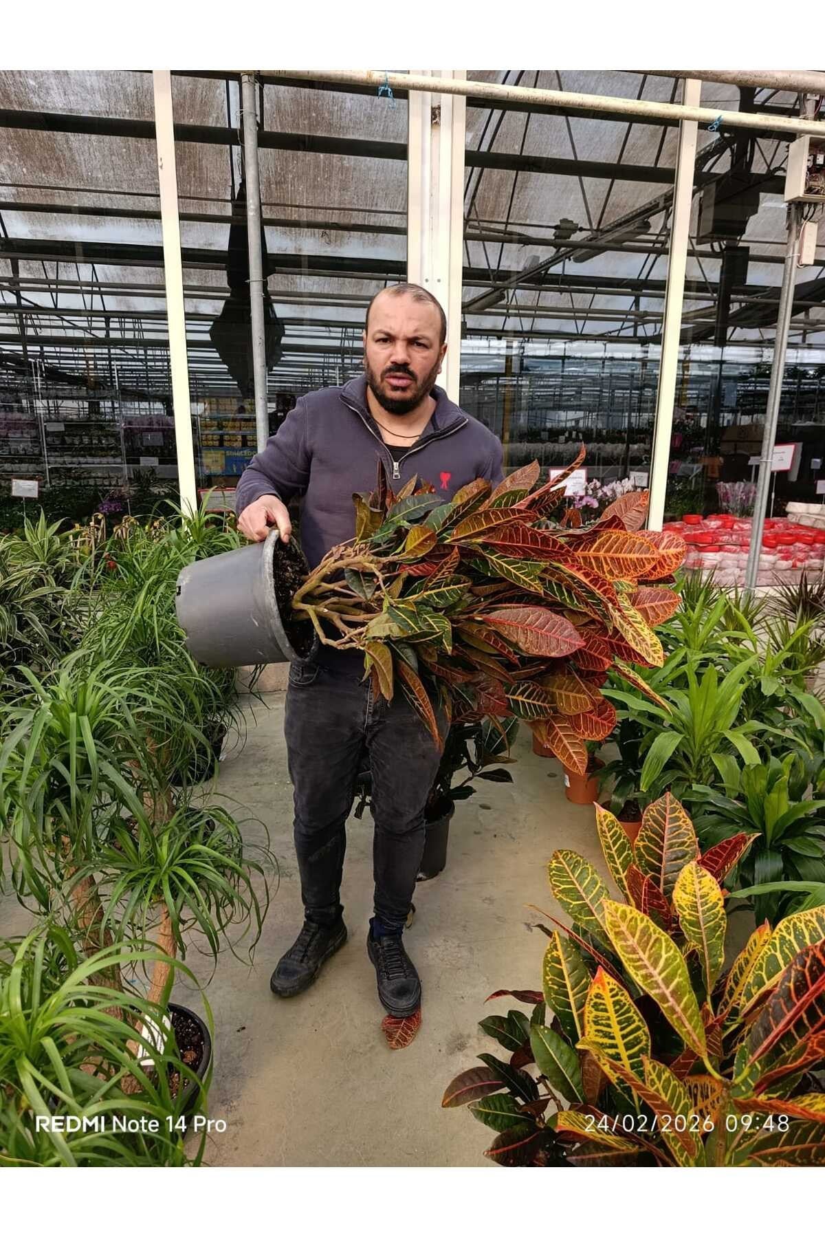 Renkli Yapraklı Kroton (Codiaeum Petra) Canlı Salon Bitkisi – Dekoratif Büyük Boy İç Mekan Çiçeği