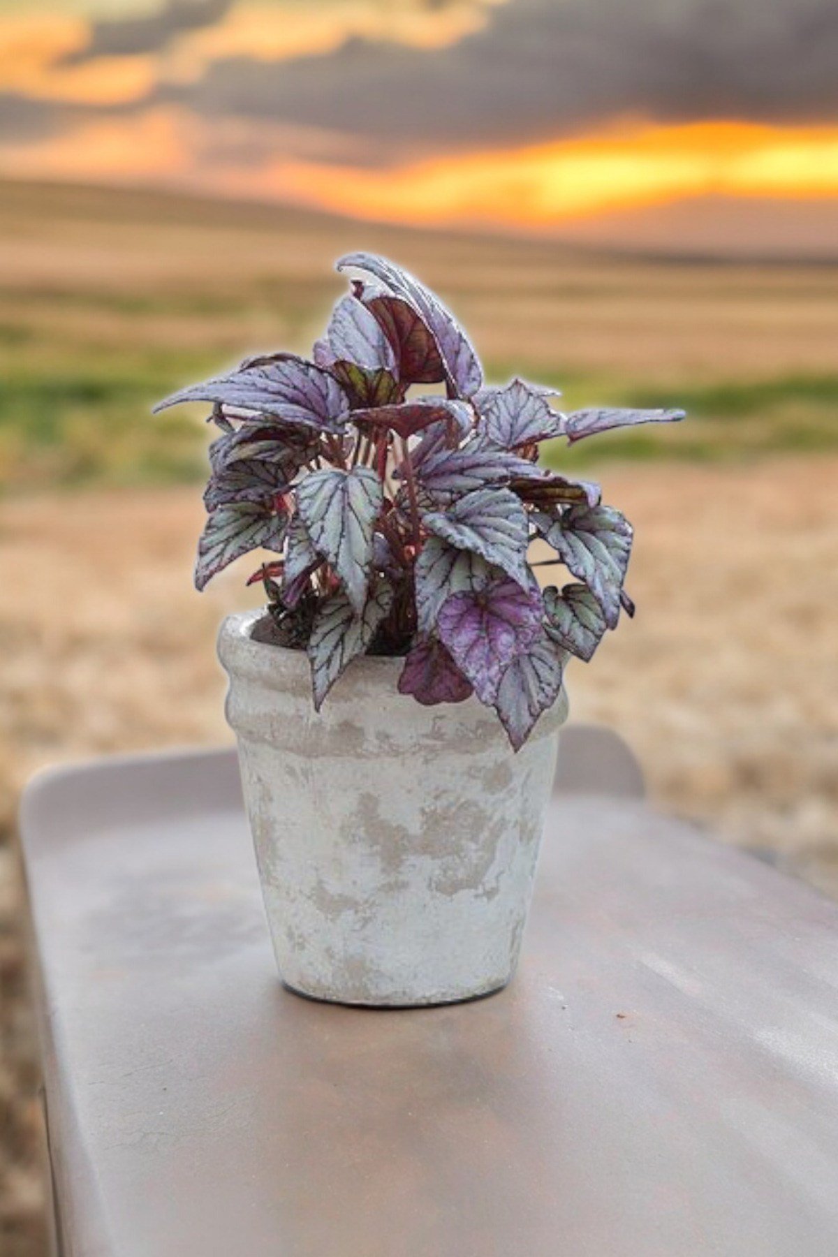 Rex Begonya Dekoratif Orkide Saksısında Begonia 01zau
