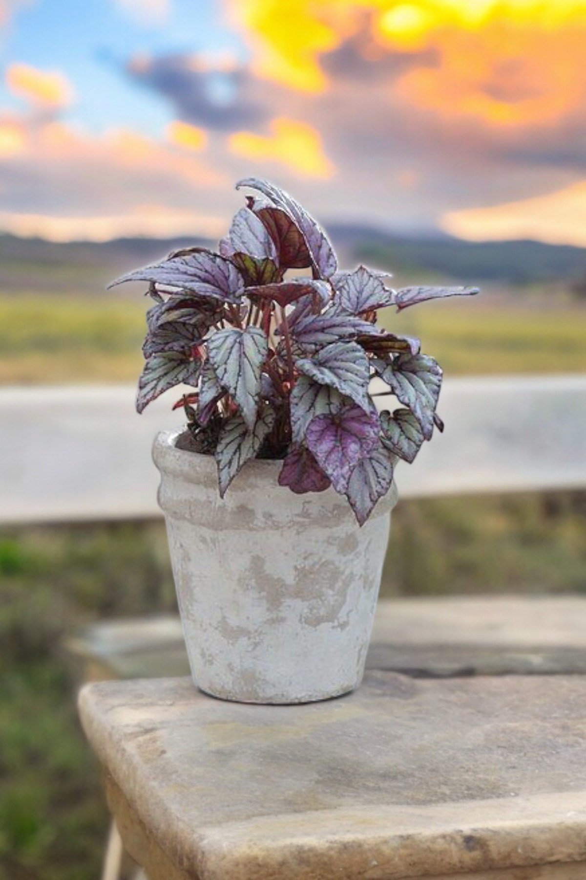 Rex Begonya Dekoratif Orkide Saksısında Begonia 01zau