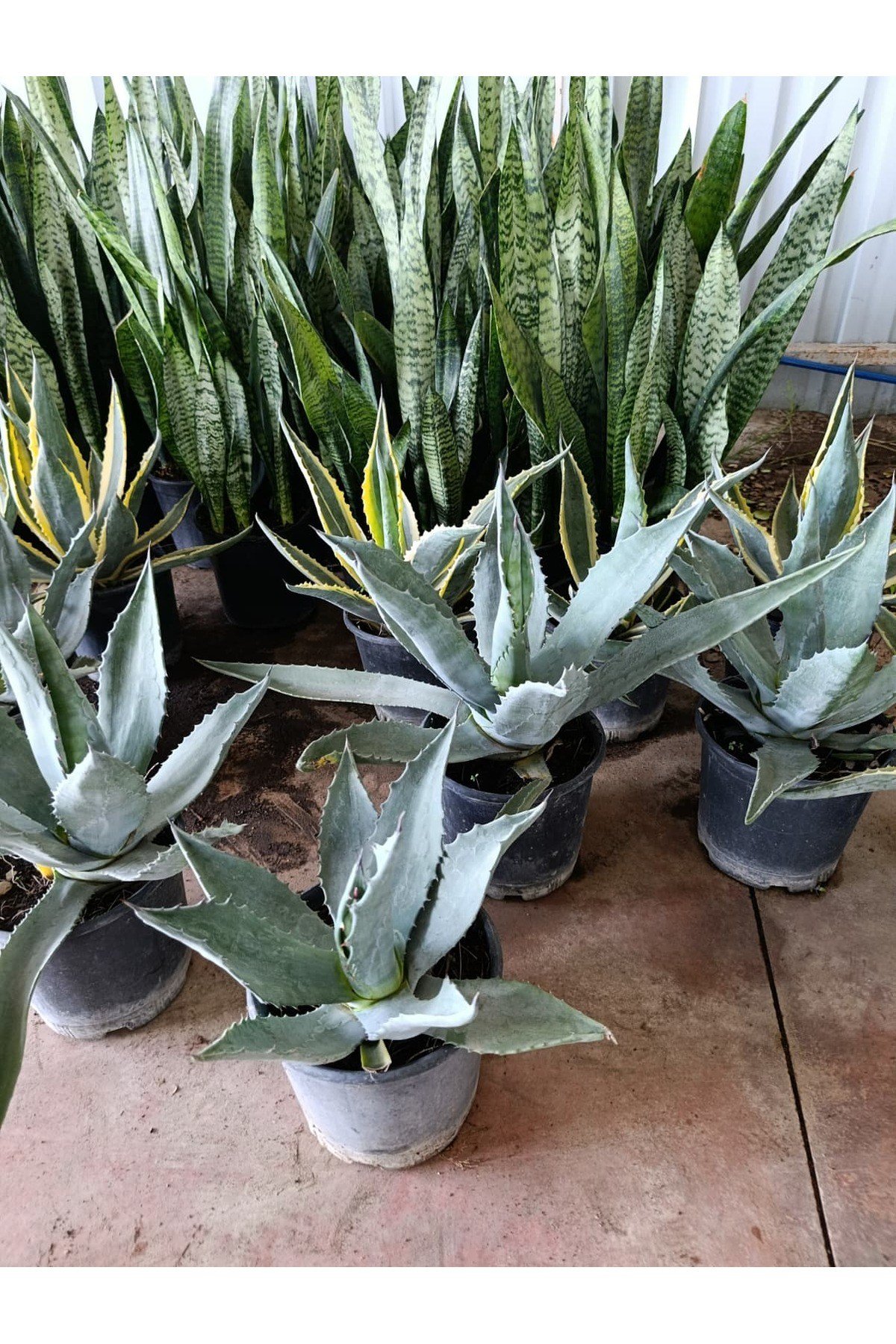 Sabır Ağacı (Agave americana) Koleksiyonluk ve Dayanıklı Sukulent 40-45 cm