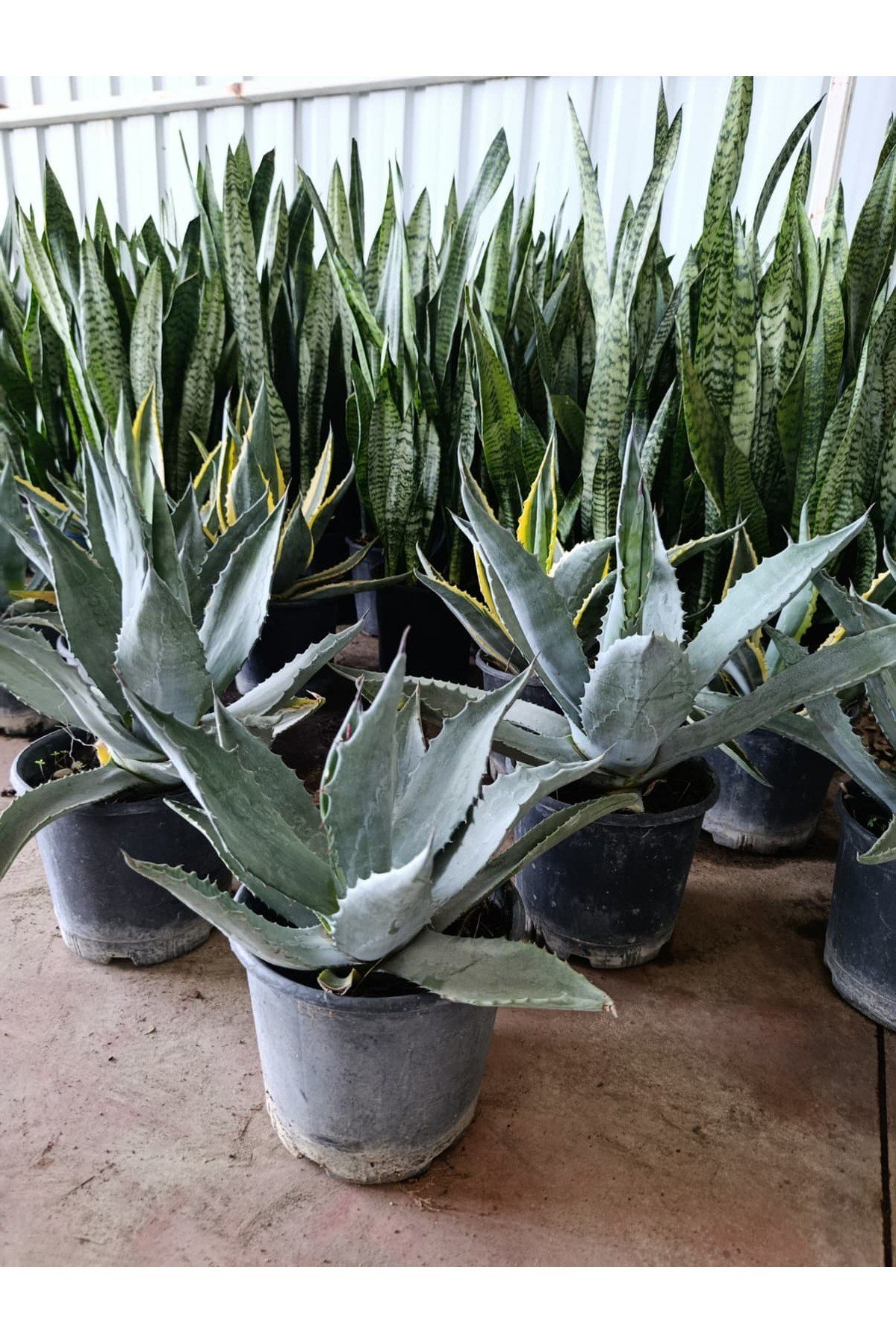 Sabır Ağacı (Agave americana) Koleksiyonluk ve Dayanıklı Sukulent 40-45 cm