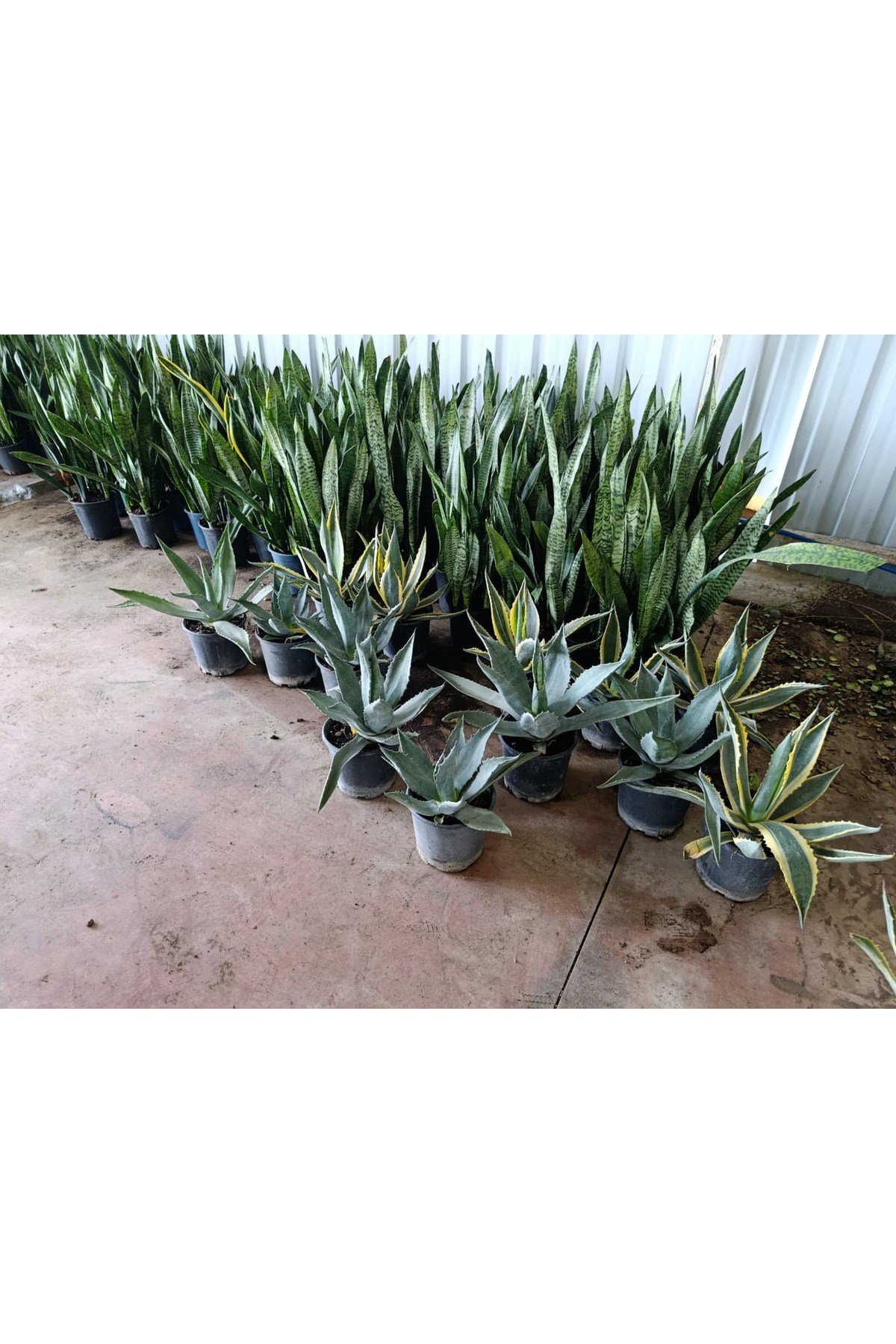 Sabır Ağacı (Agave americana) Koleksiyonluk ve Dayanıklı Sukulent 40-45 cm