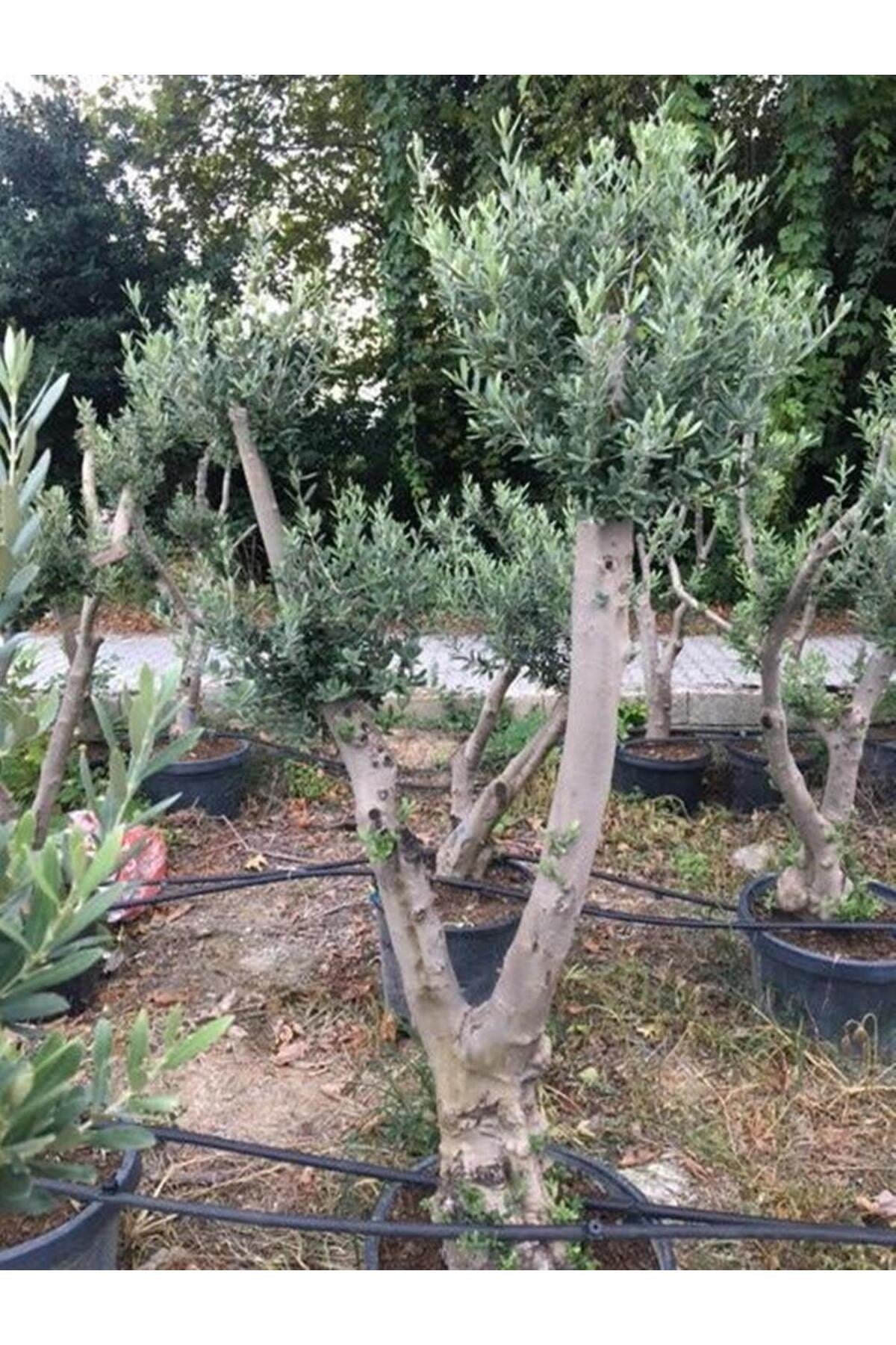 SAKSIDA 20-25 YAŞ GEMLİK ZEYTİN AĞACI BOY 170-200 CM