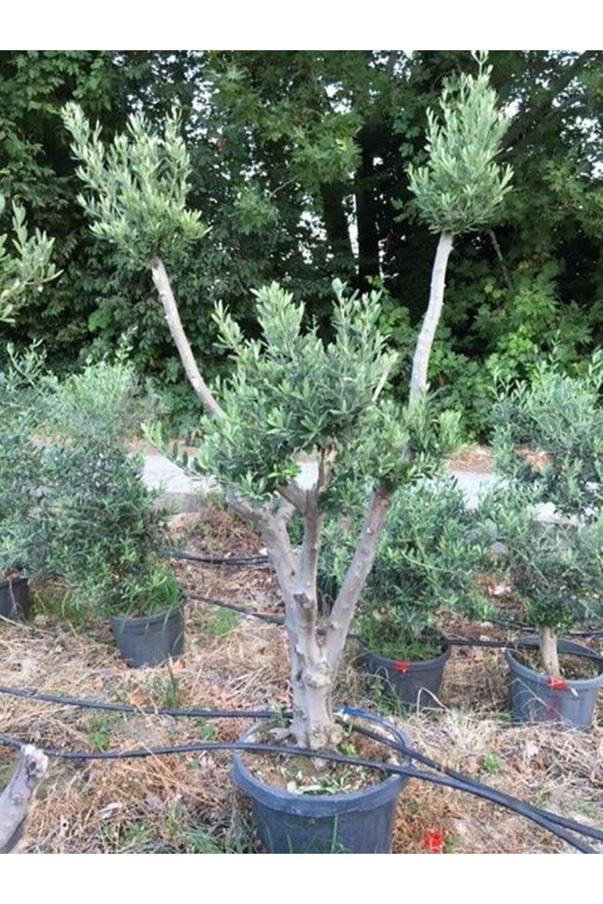 SAKSIDA 20-25 YAŞ GEMLİK ZEYTİN AĞACI BOY 170-200 CM