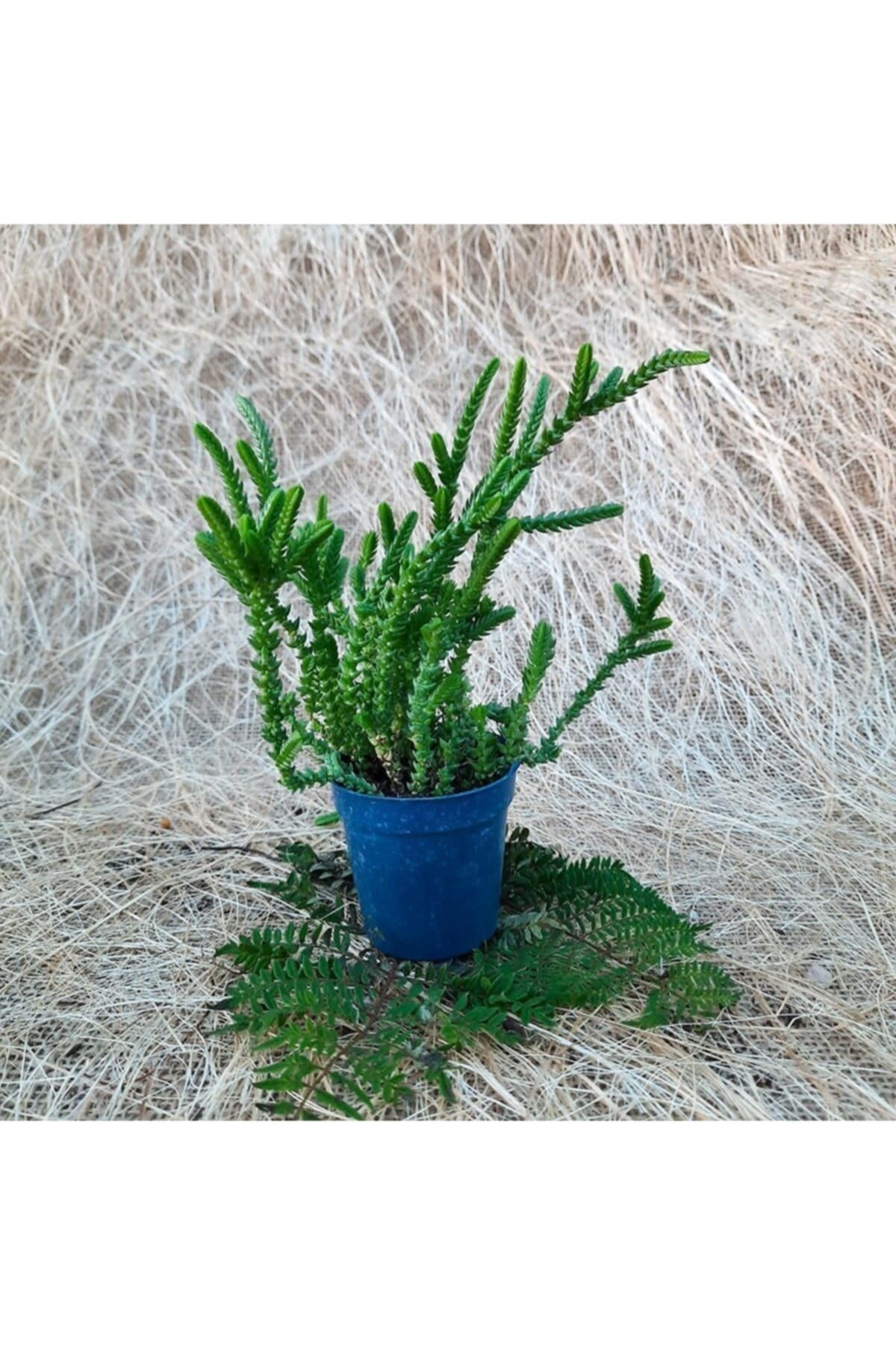 Saksıda Crassula Muscosa Prenses Çamı Sukulent