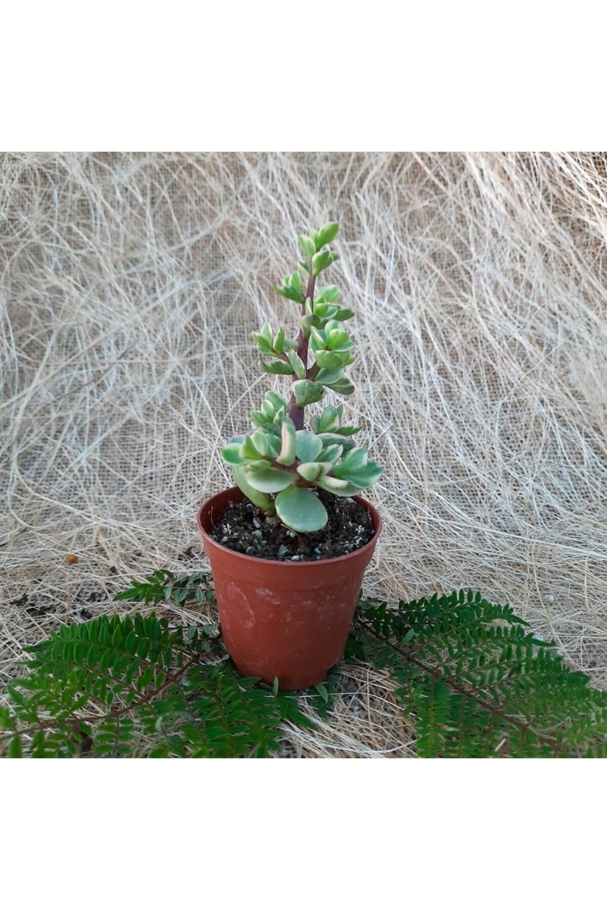 Saksıda Crassula Portulaca Afra Sukulent