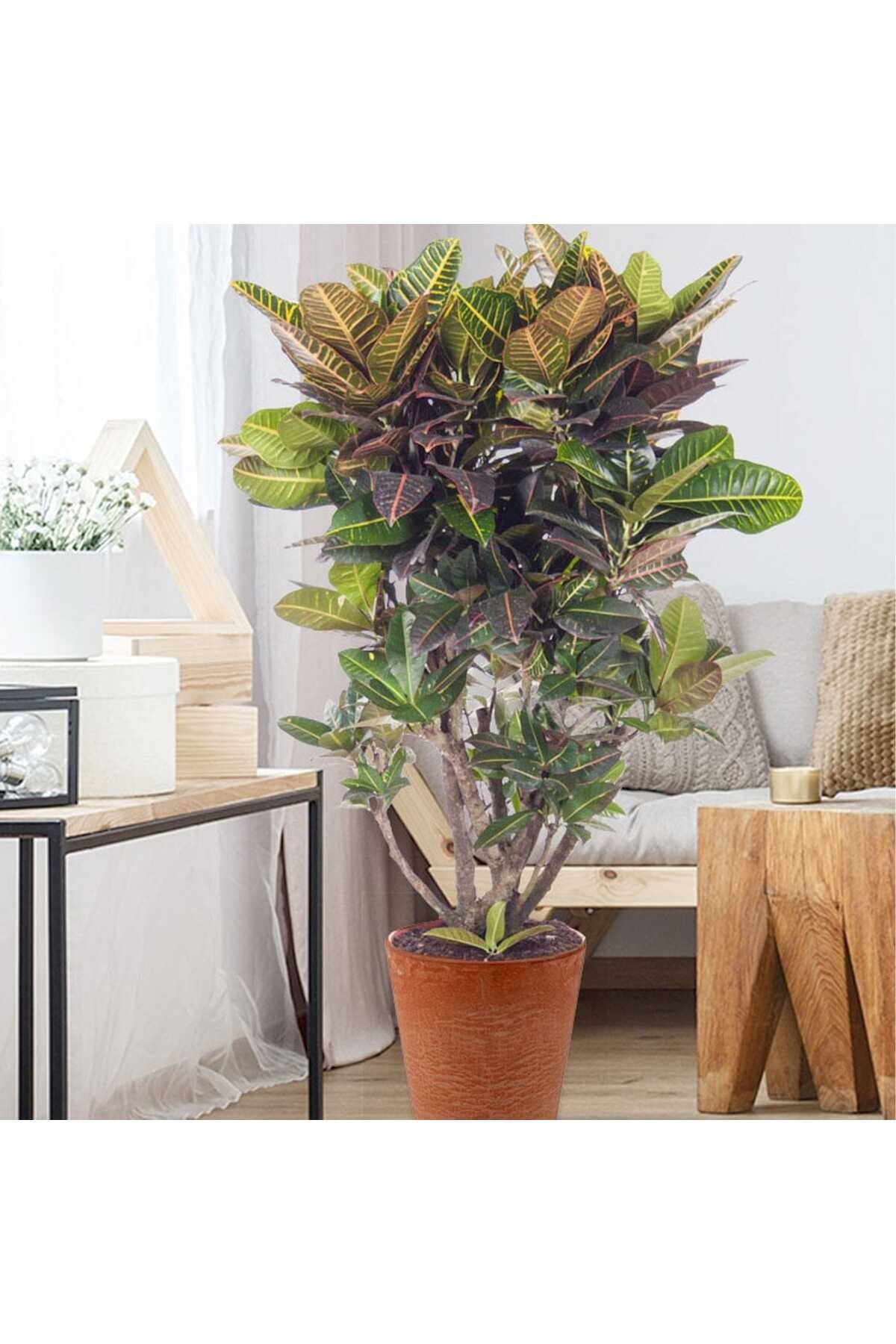 Saksıda Croton Petra Çiçeği