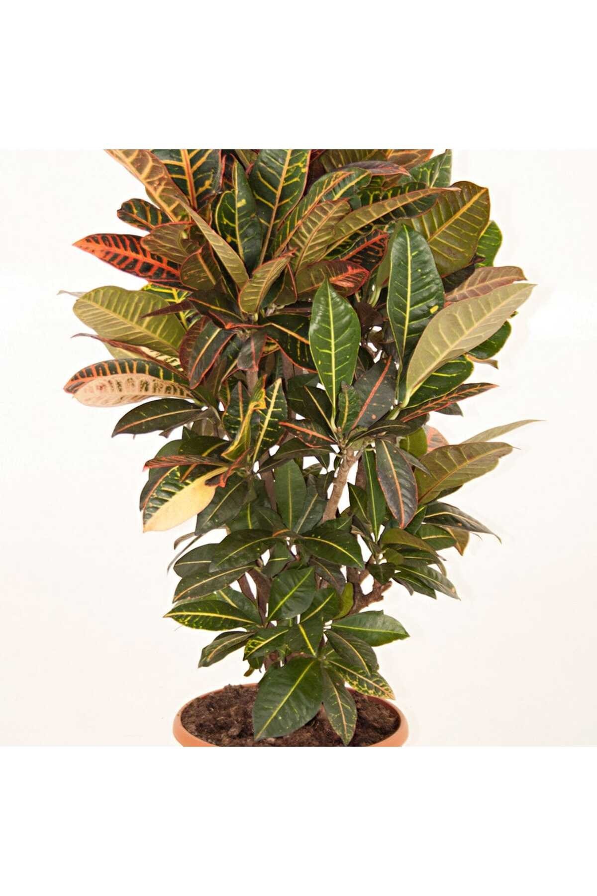 Saksıda Croton Petra Çiçeği