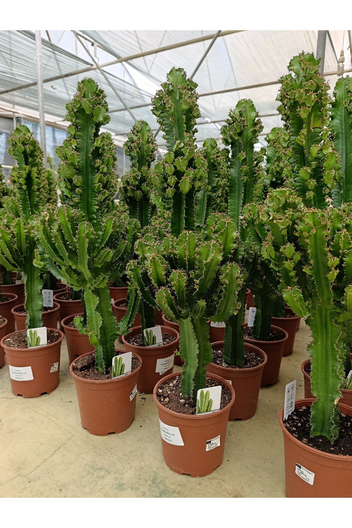 Saksıda Euphorbıa Ingengs Bitkisi İthal