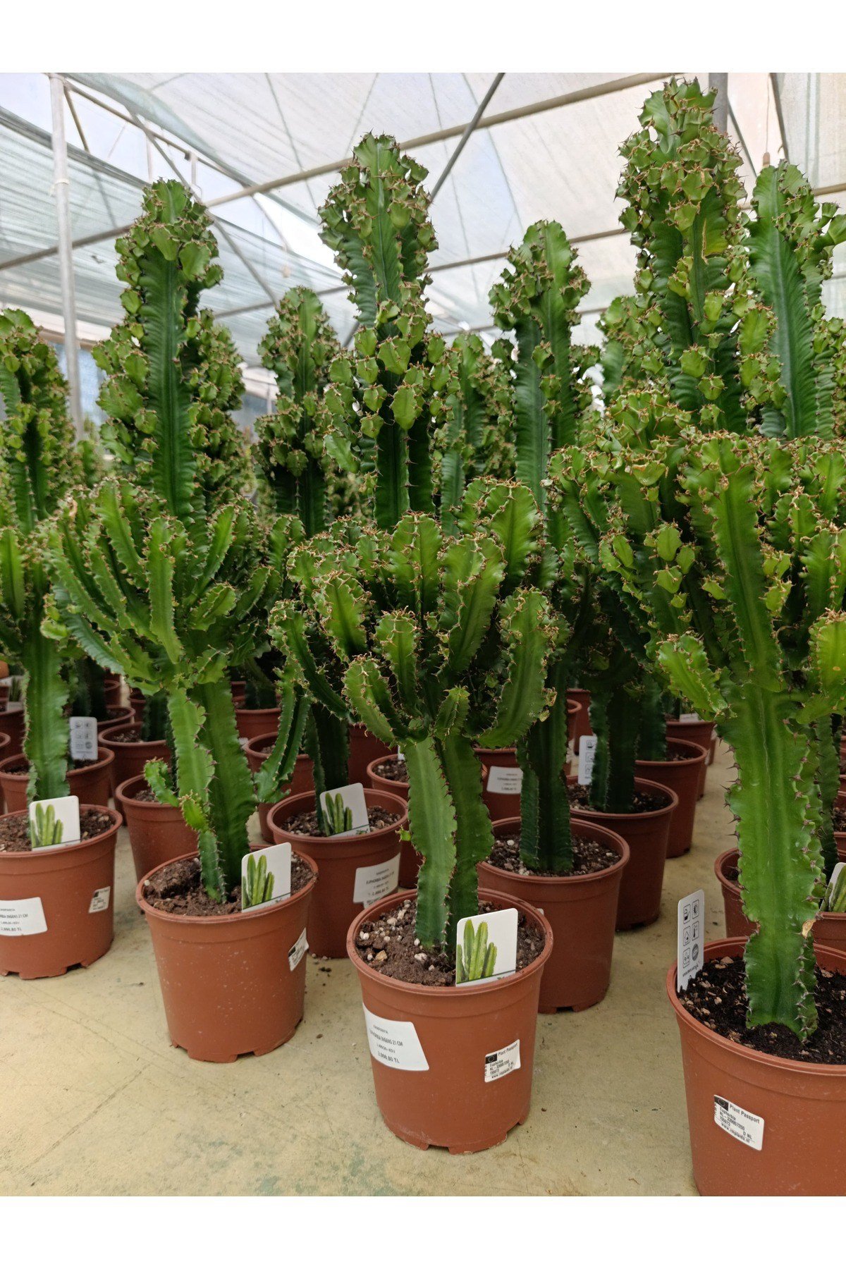 Saksıda Euphorbıa Ingengs Bitkisi İthal