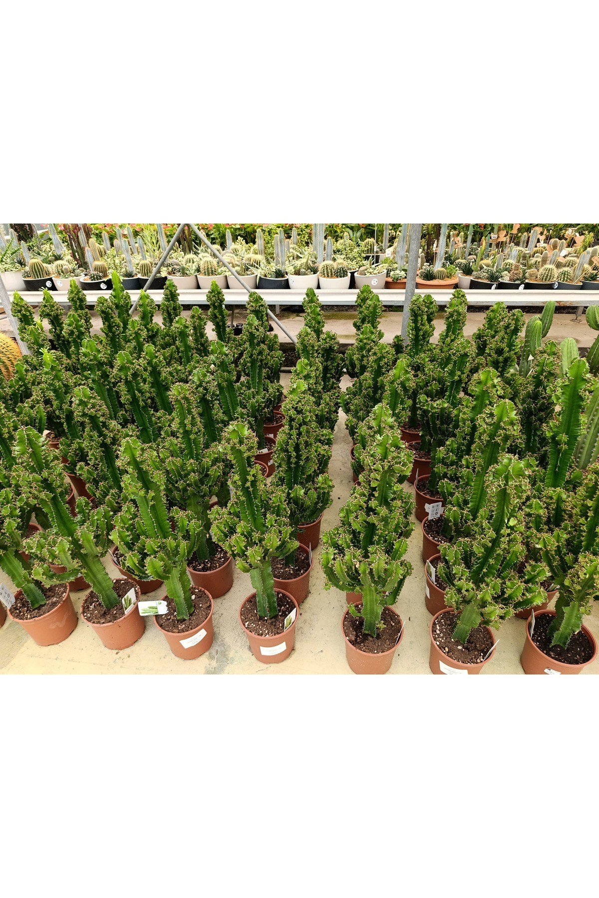 Saksıda Euphorbıa Ingengs Bitkisi İthal