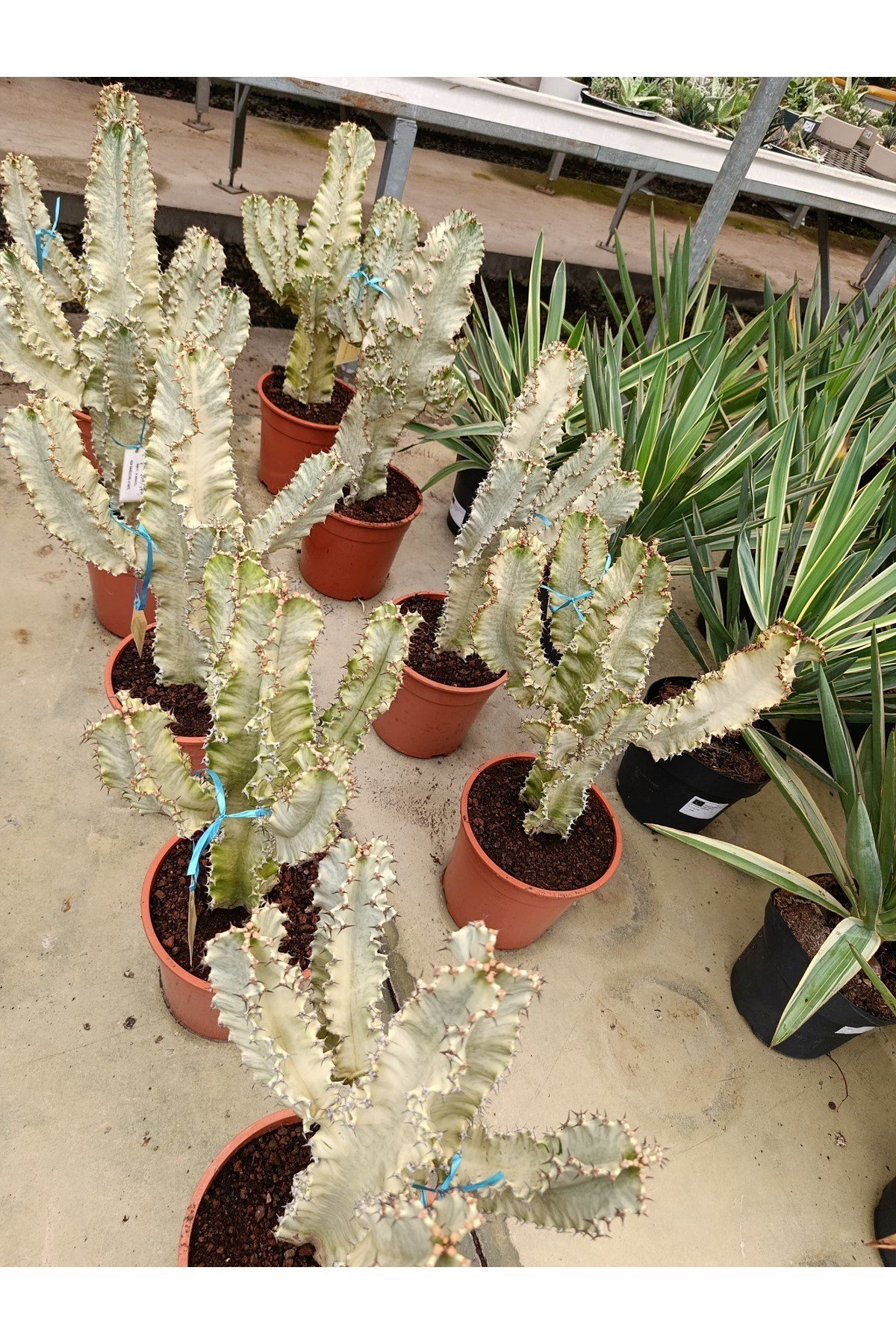 Saksıda Euphorbia Marmorata Bitkisi